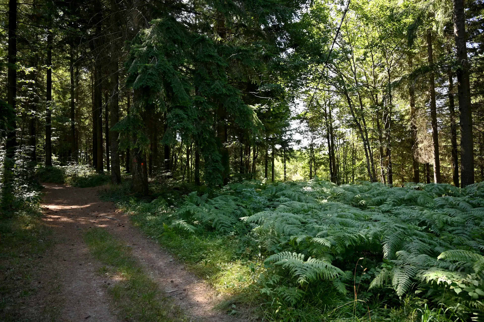 Chemin balisé