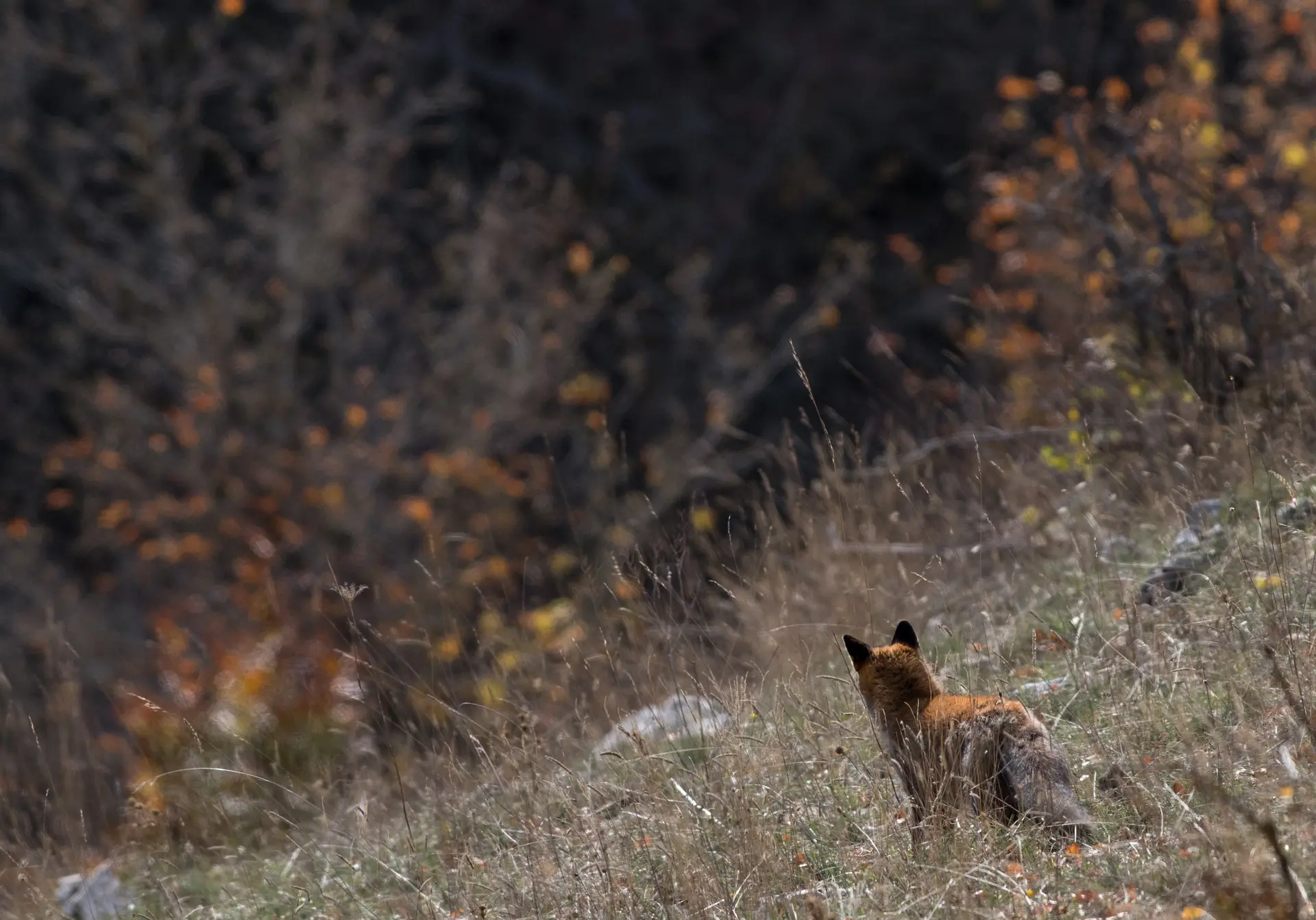 Nature Activity: In the Skin of an Animal