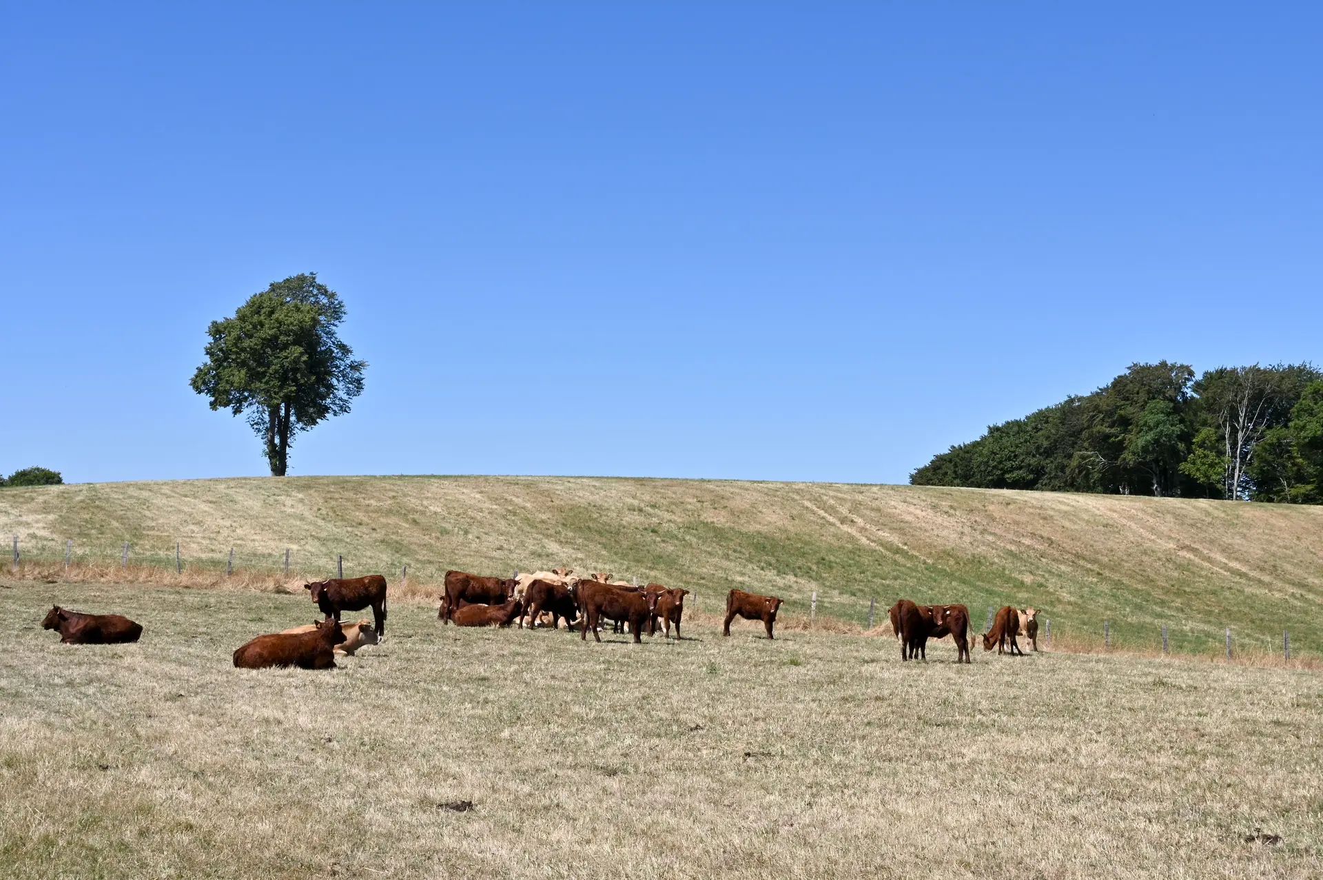 Troupeau de vaches sur le chemin