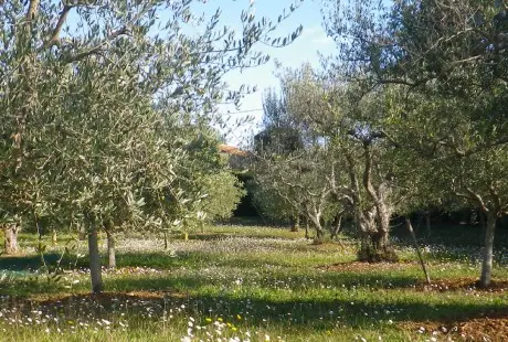 rouages de moulin à Callian