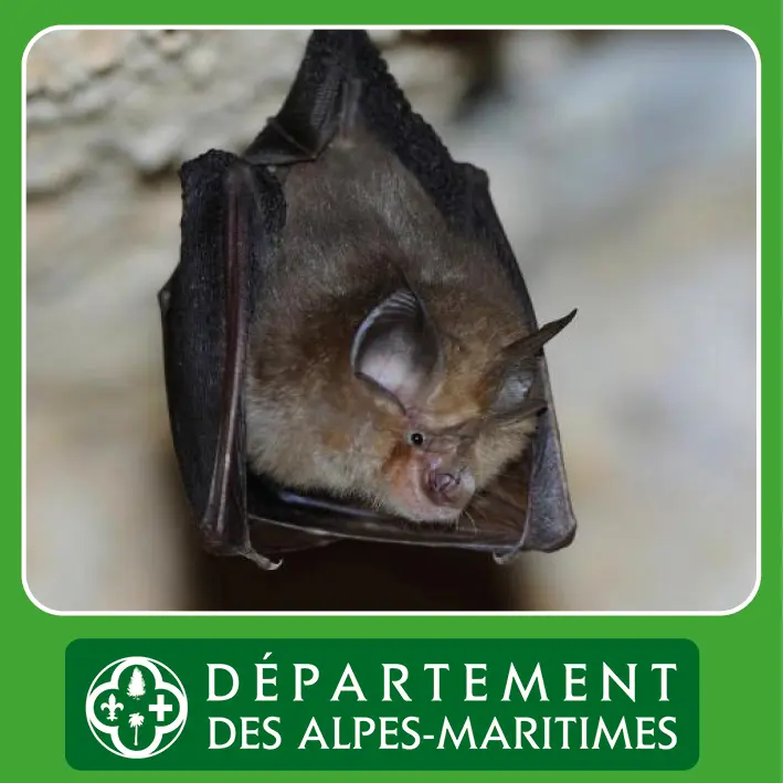 30ème nuit internationale de la Chauvesouris (VilleneuveLoubet — free download