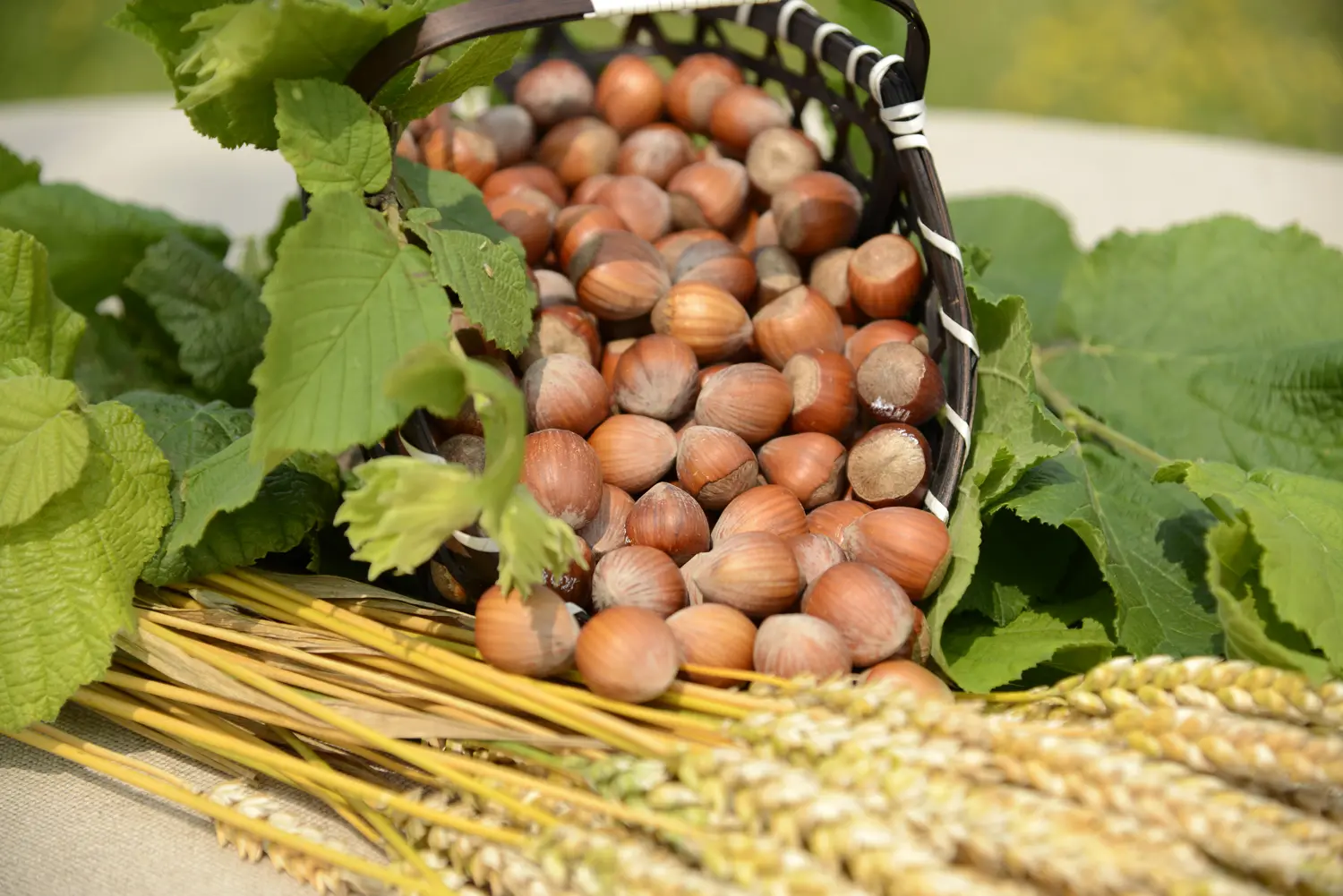 fête de la noisette