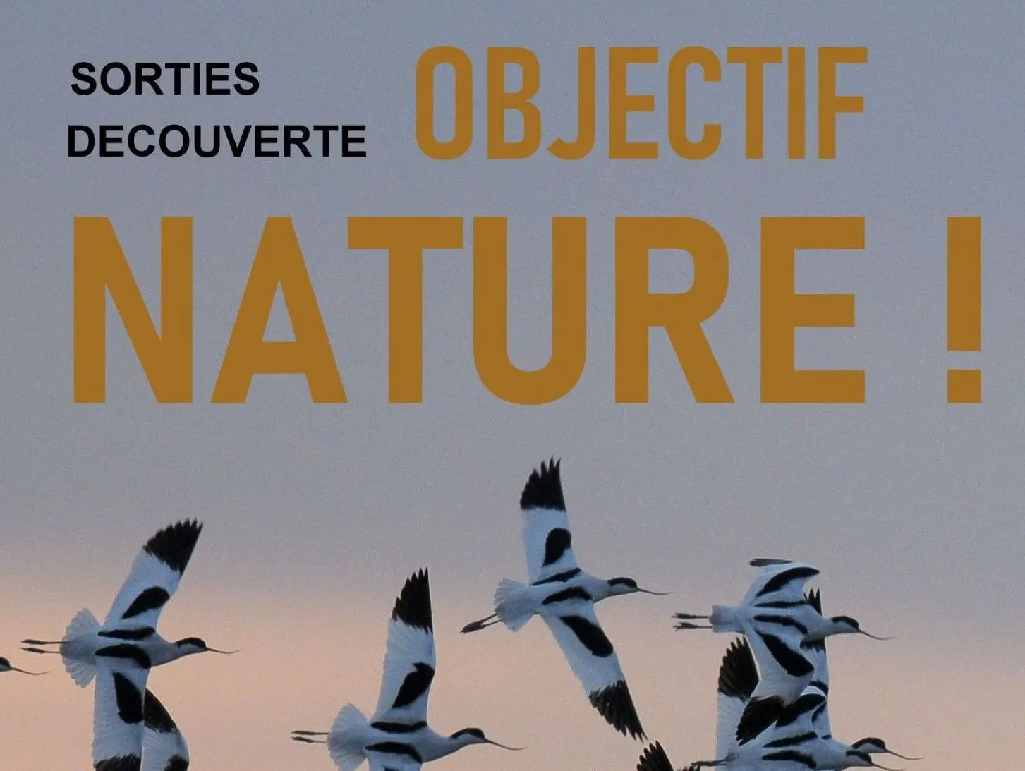 Objectif Nature outing - Ars-en-Ré marshes