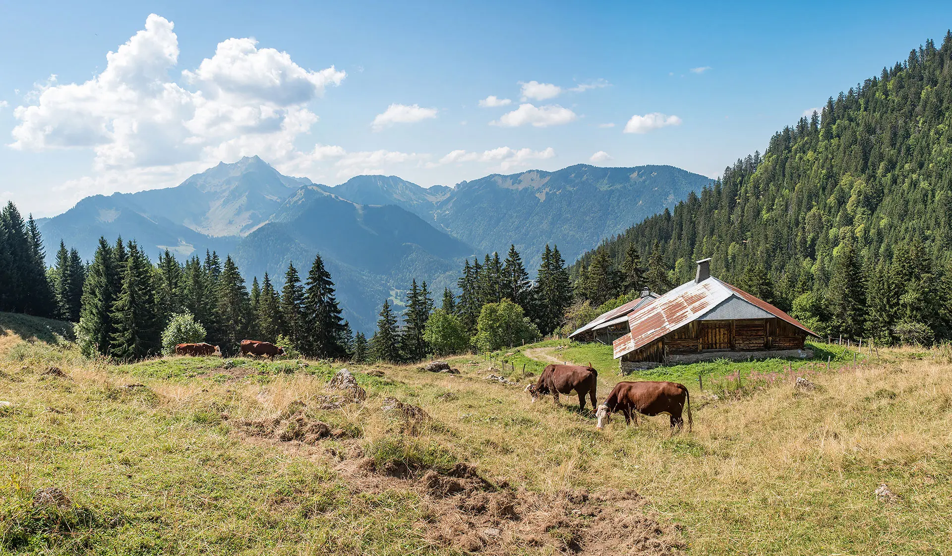 Chalet d'alpage et vaches en pâturage