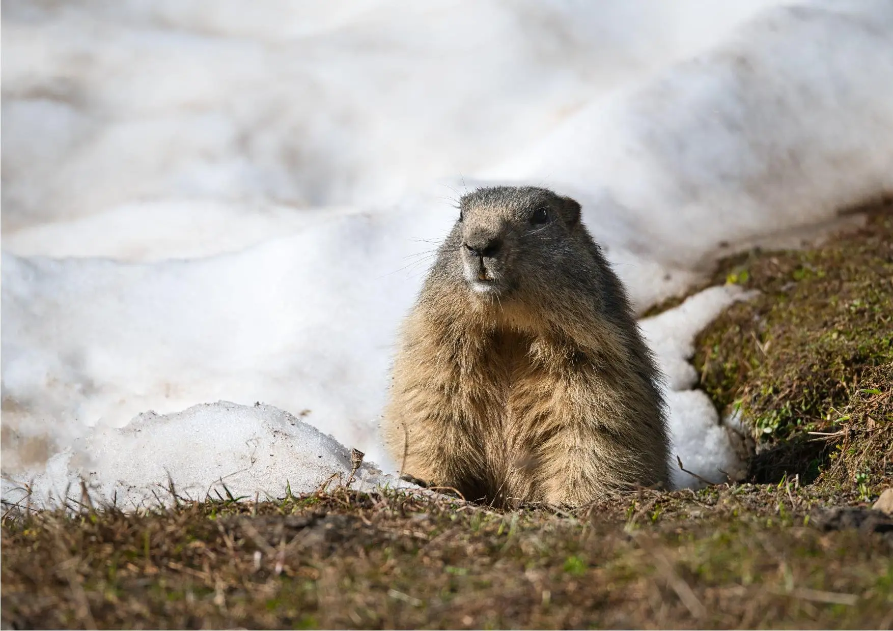 Marmotte à l'entrée de son terrier