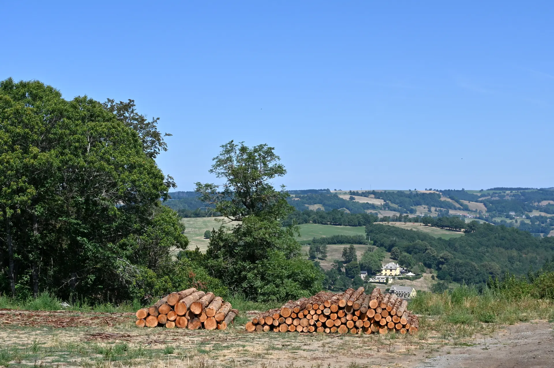 Troupeaux de vaches