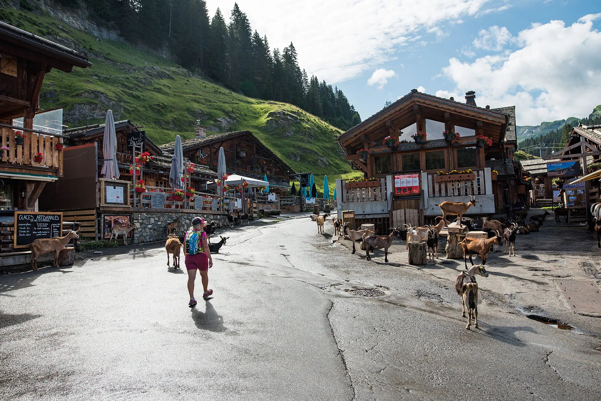 Arrivée aux Lindarets avec les chèvres