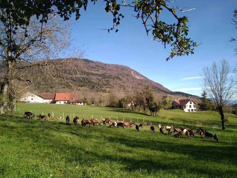 Les chèvres au paturage