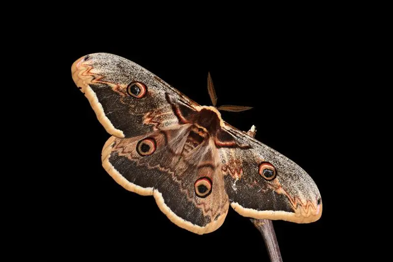 Grand paon de nuit mâle