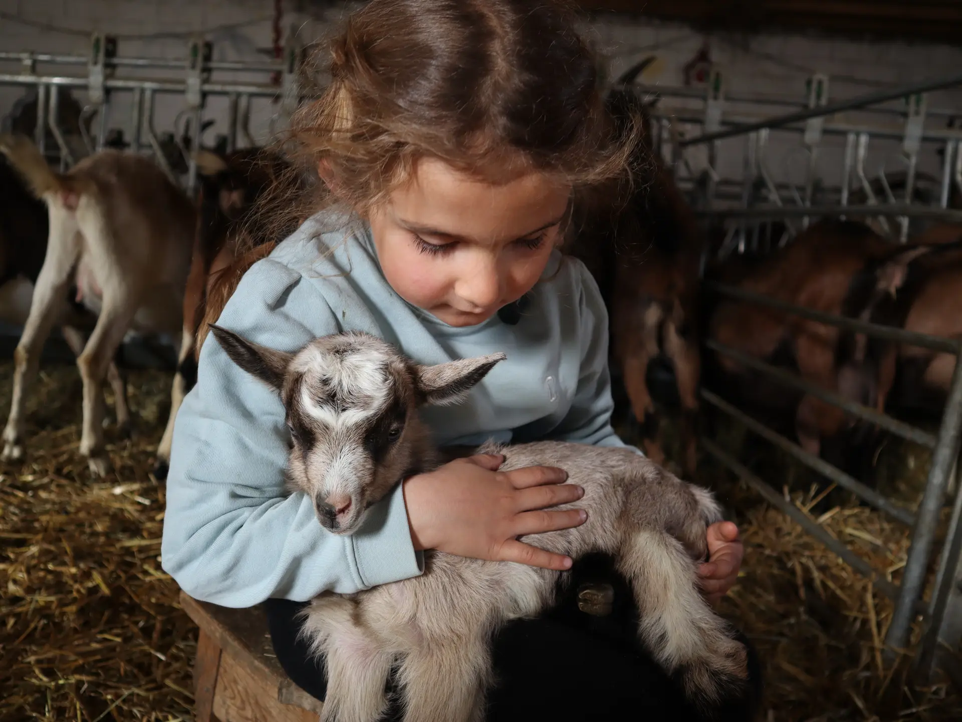 La tétée des chevreaux