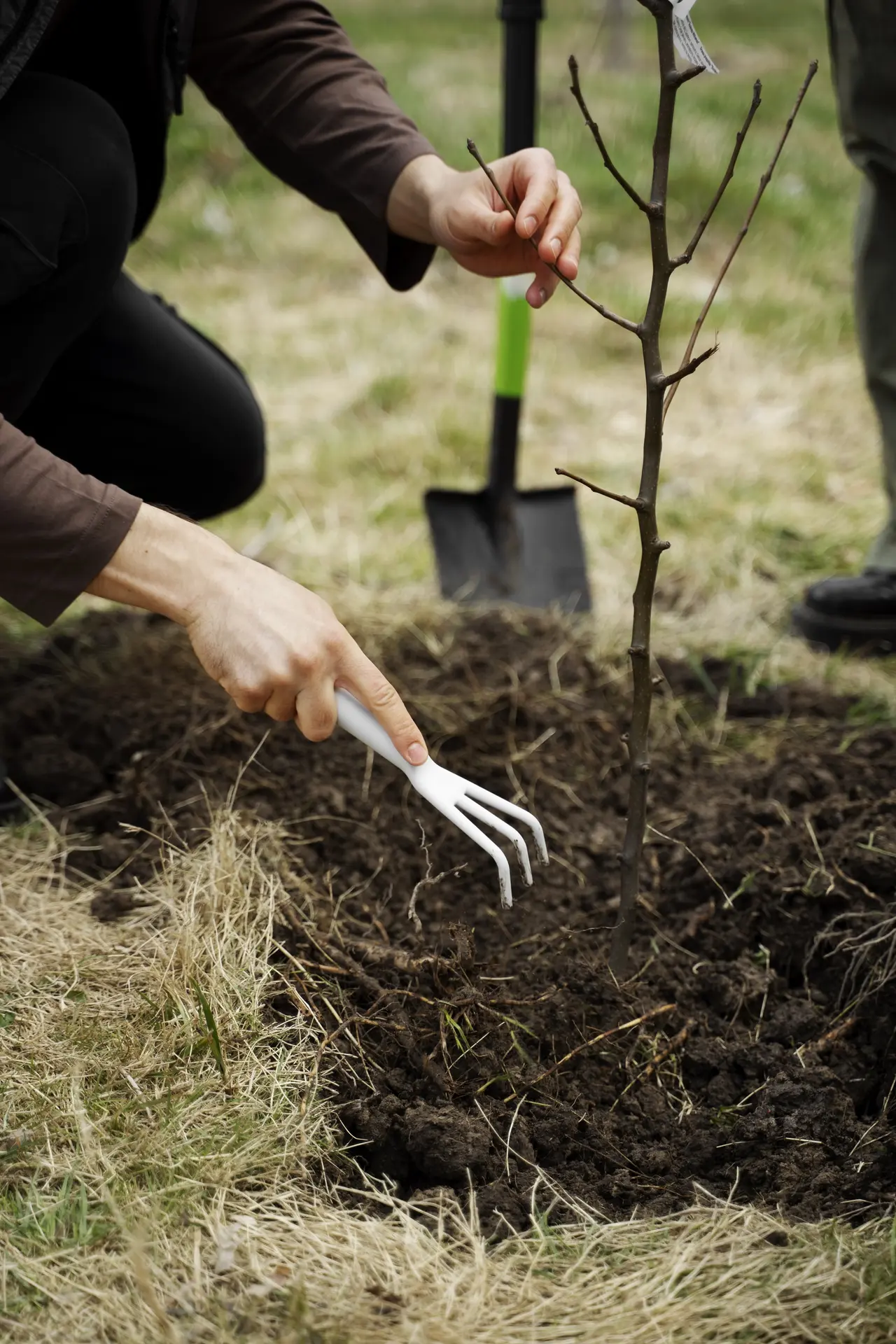 planting-trees-as-part-reforestation-process