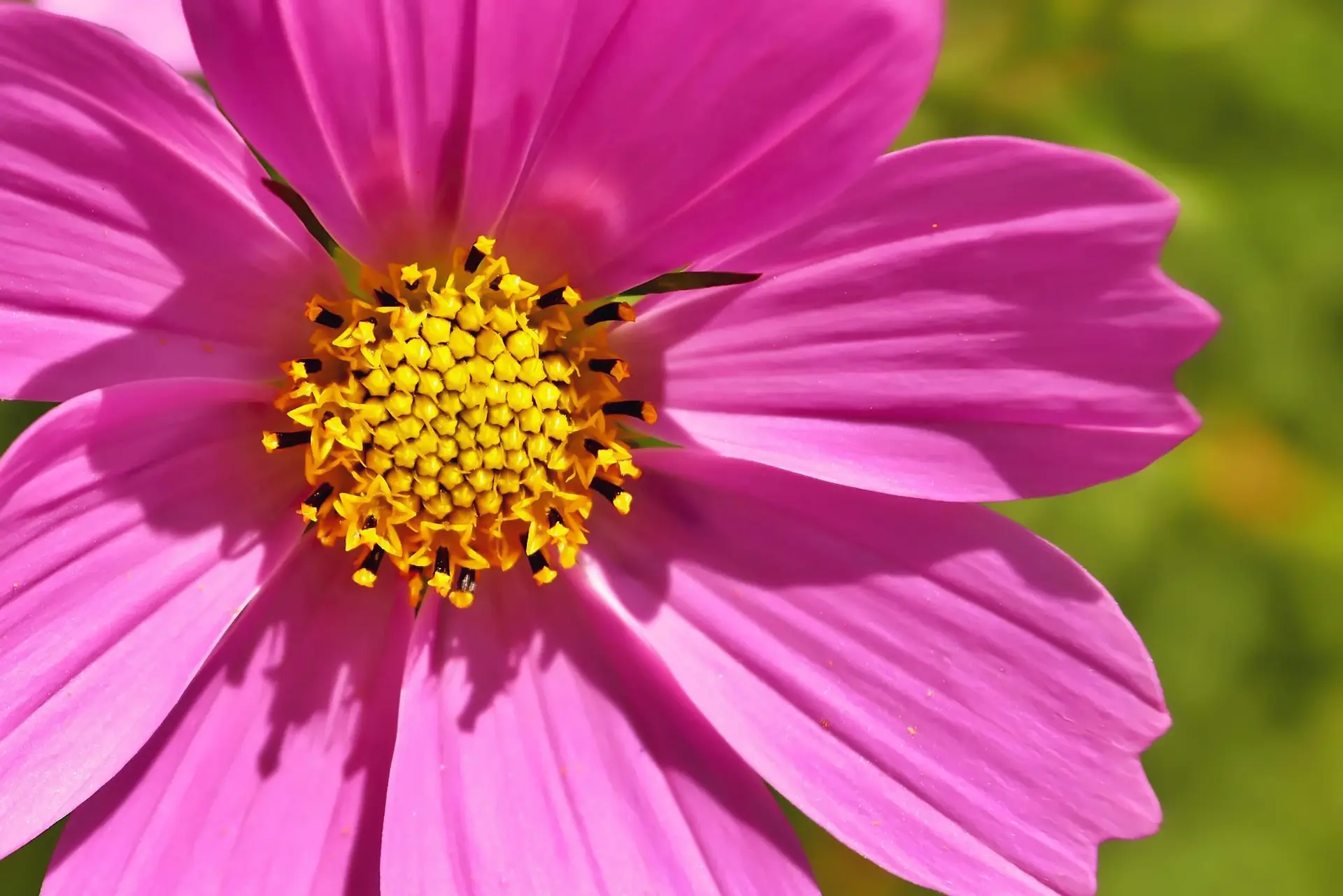 Fleur