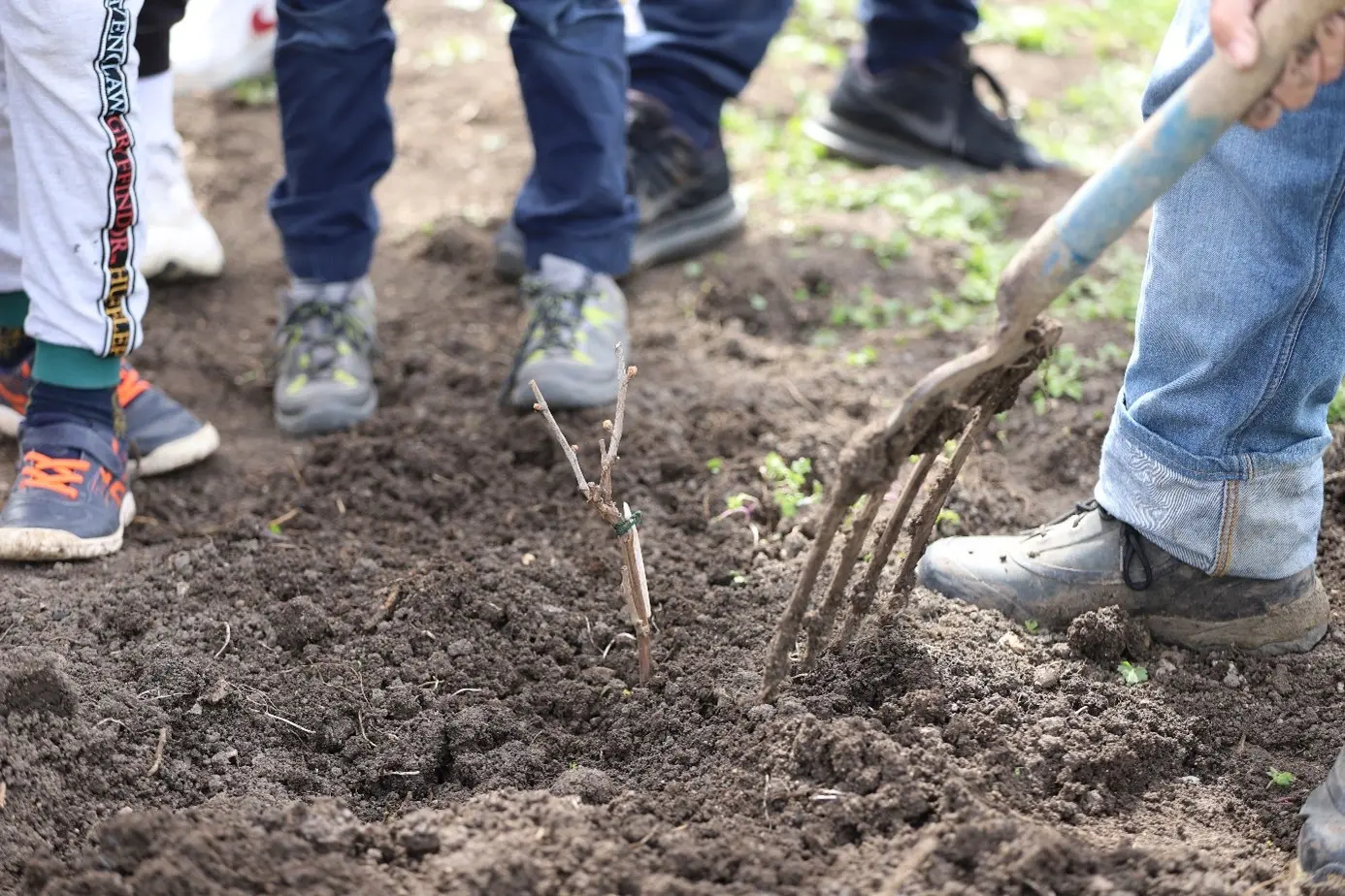 Plantation des cultivars - 2023