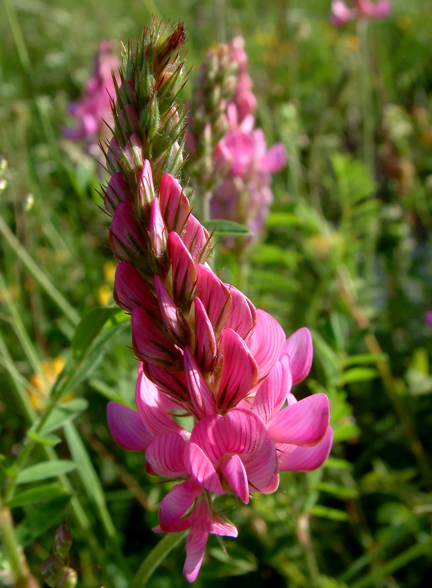 Randonnée Florale sur le Plateau des Moises