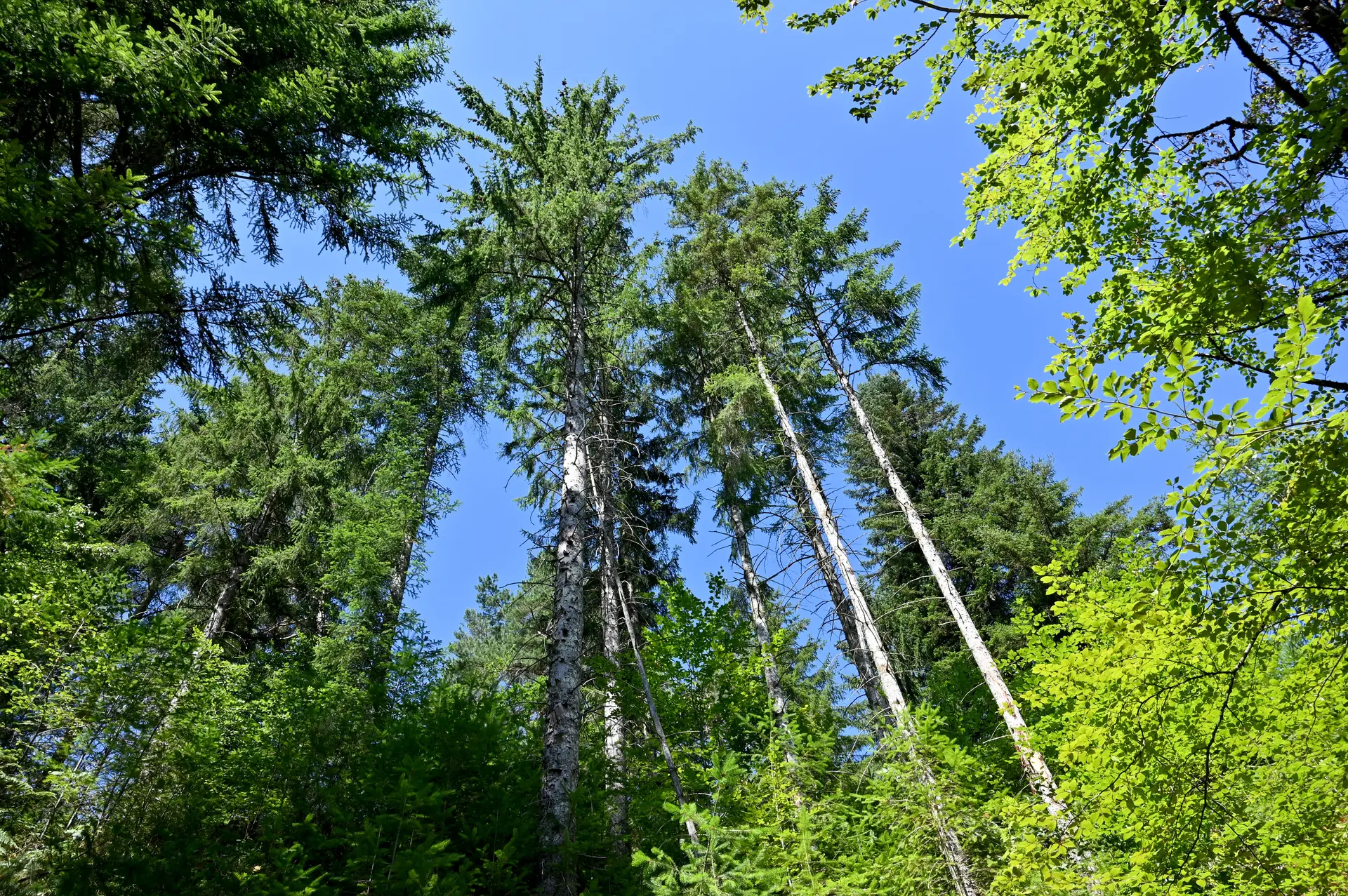 Forêt cantalienne