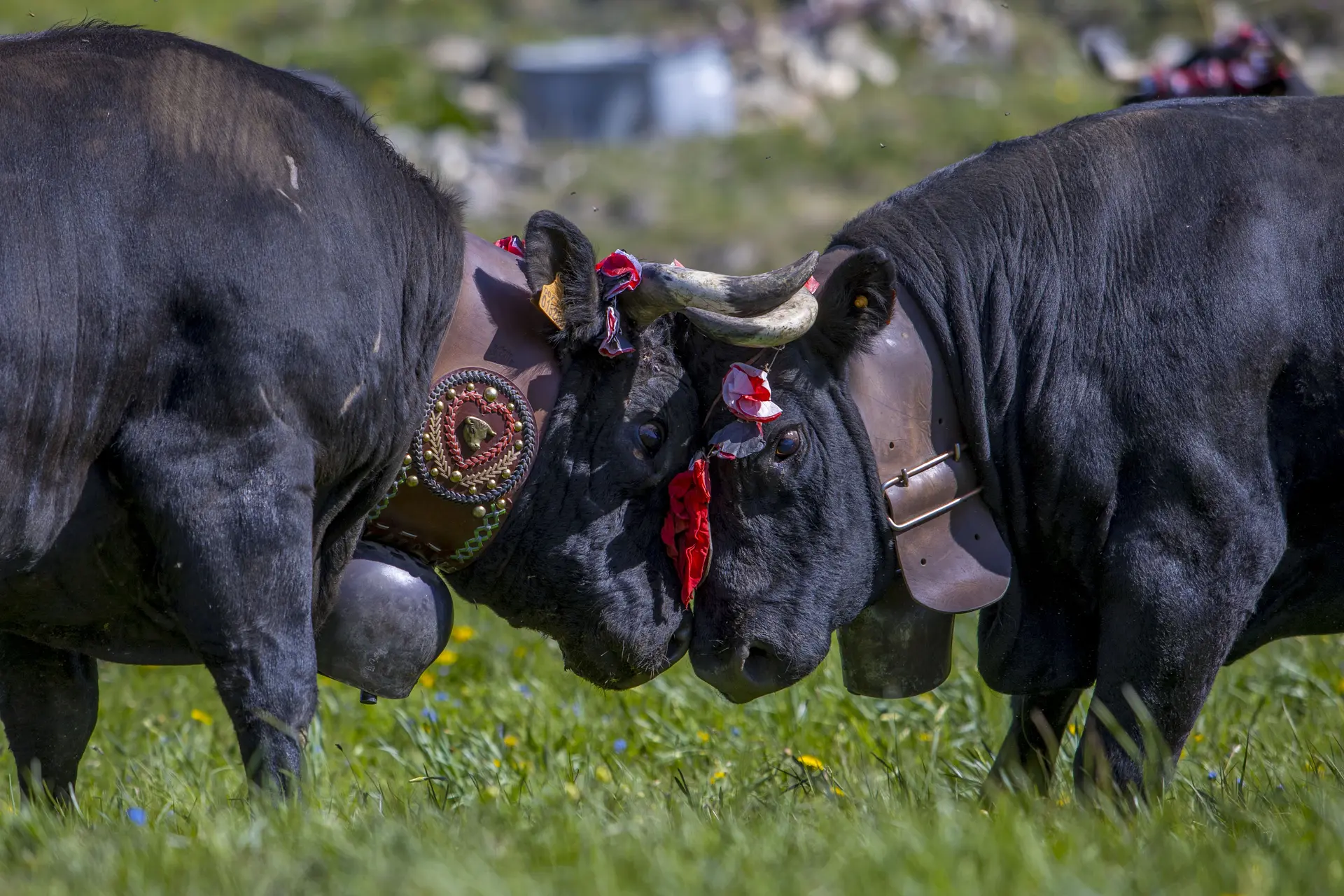 les hérens en combat