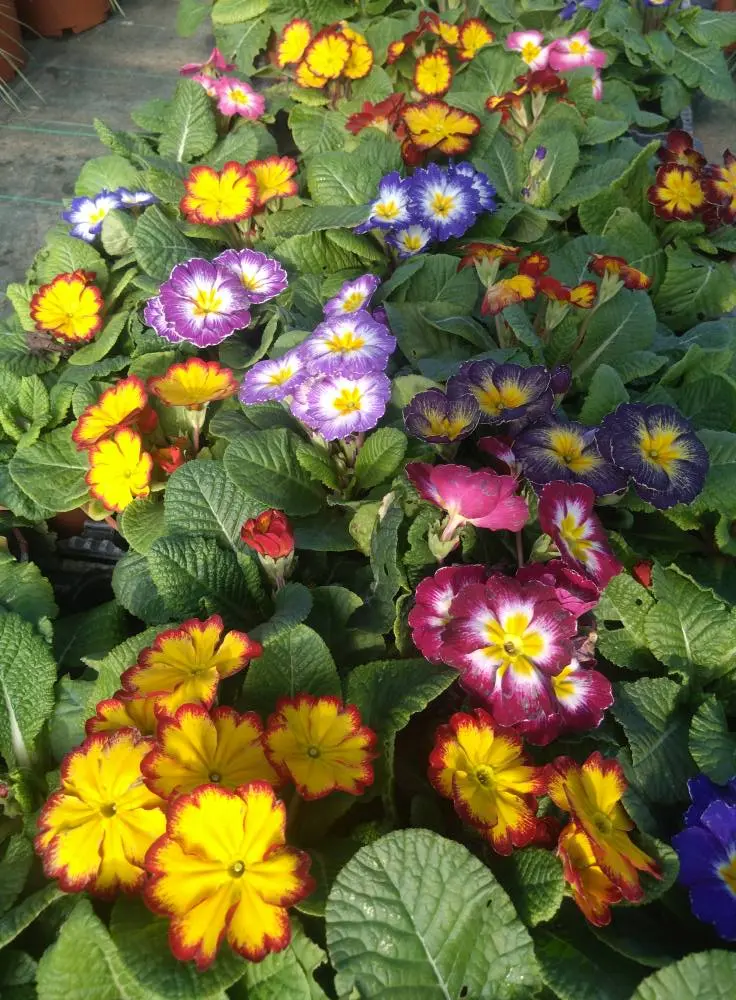 potager de la musiquette