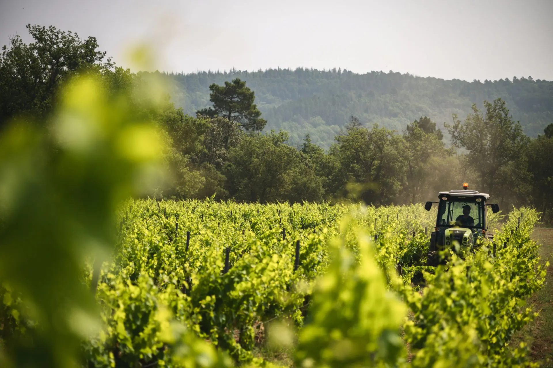vignobles des Selves