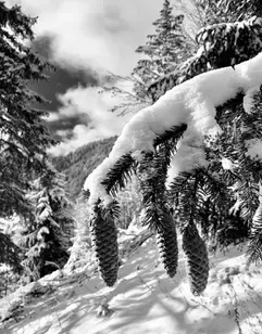 Balade découverte de la nature_Morzine
