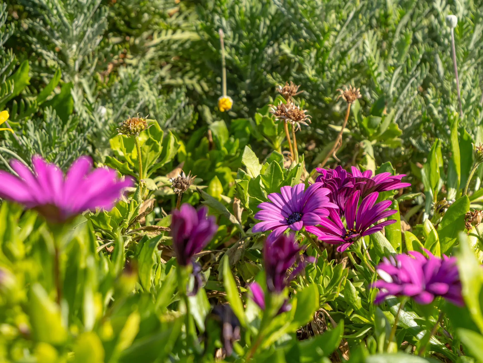 Une journée au jardin : troc boutures_Saint-Cyr-sur-Mer