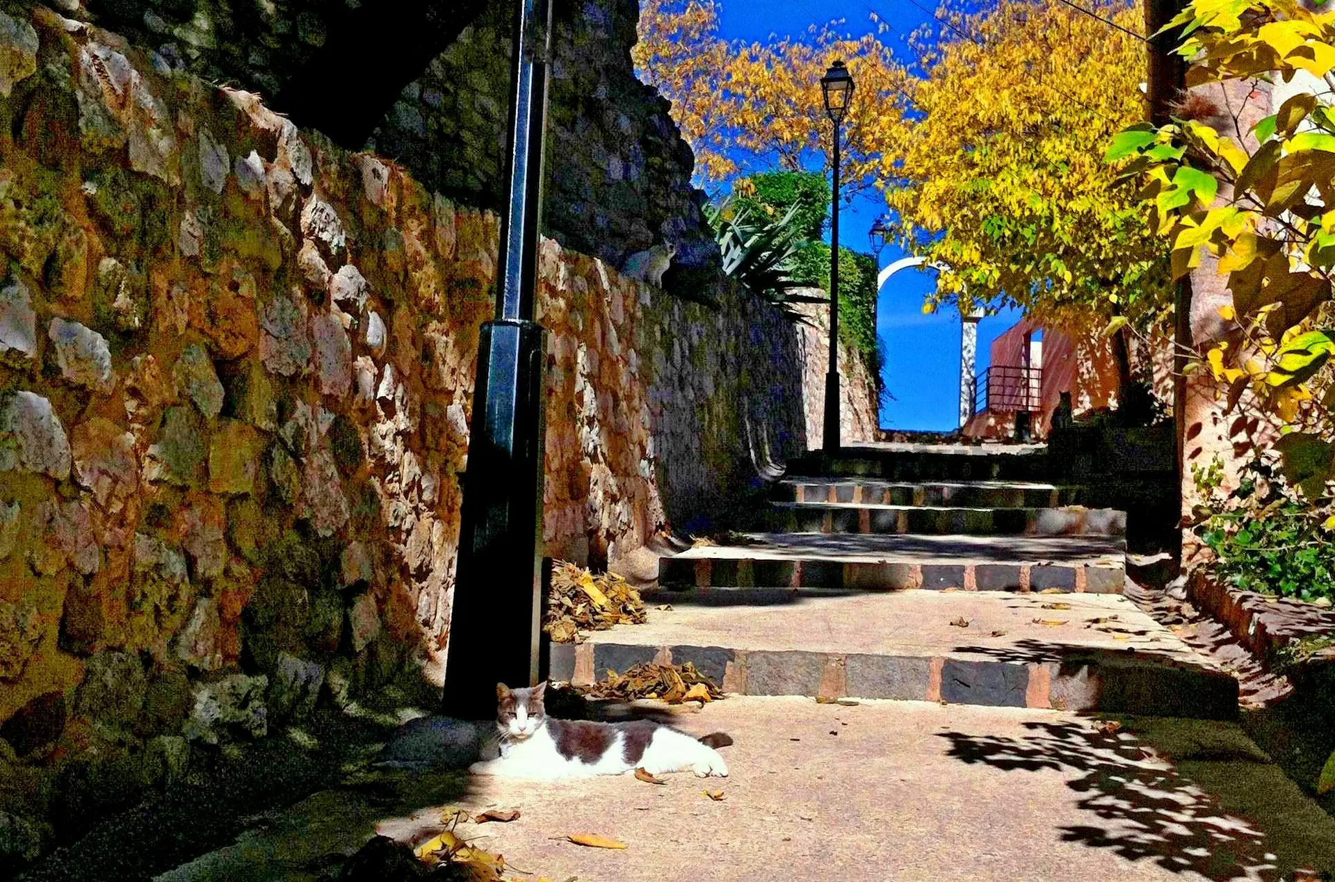 farniente féline dans le Vieux village