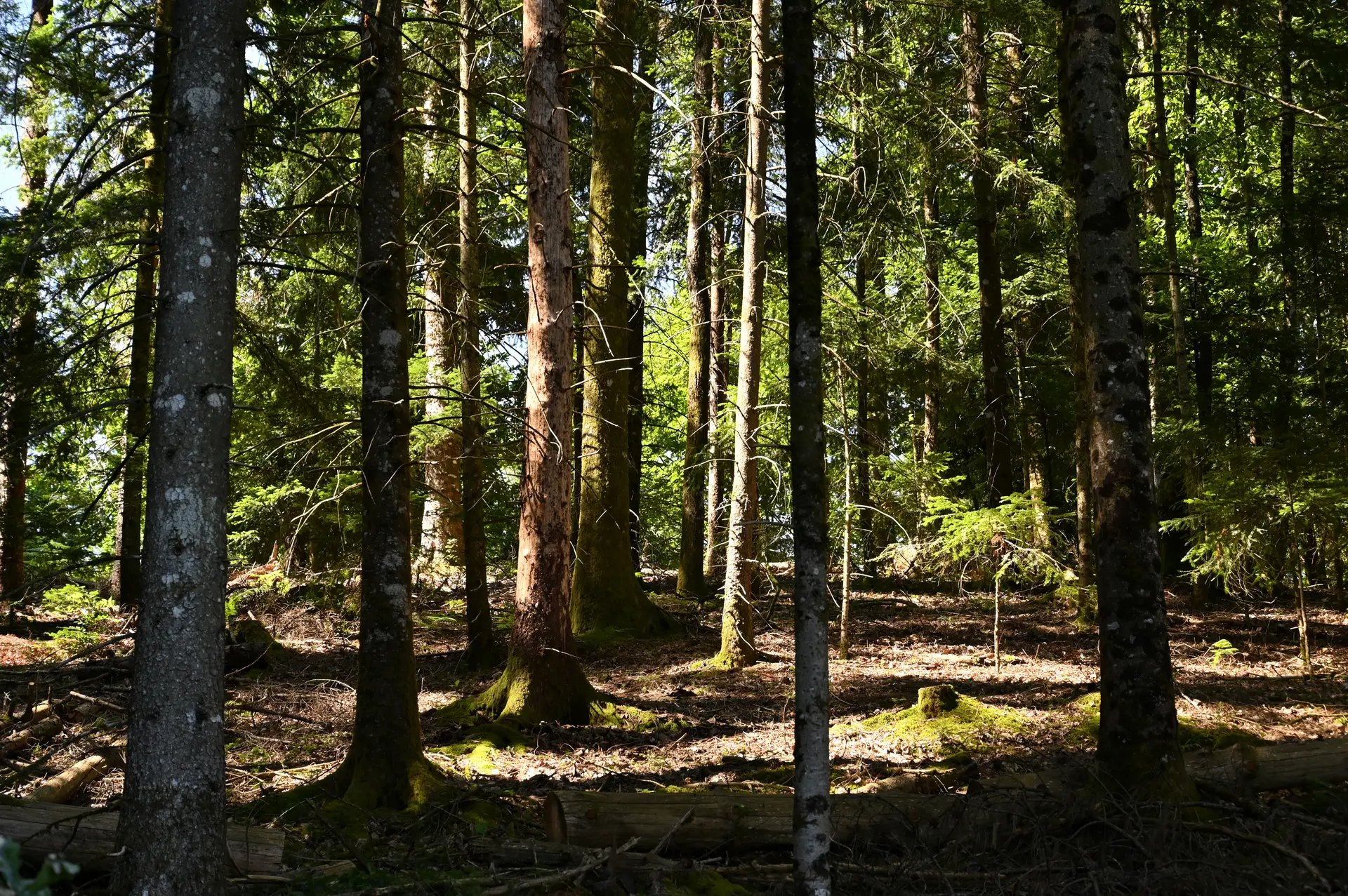 Forêt cantalienne