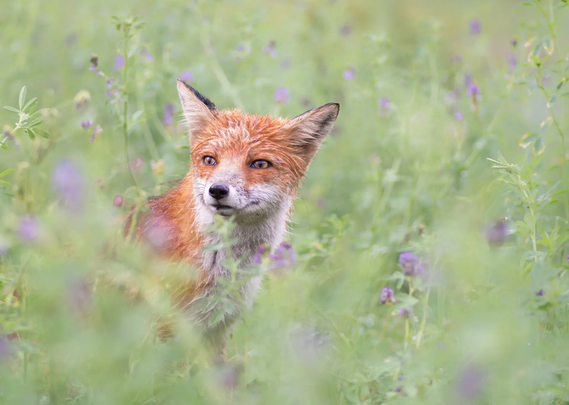 Nature Activity: In the Paws of an Animal