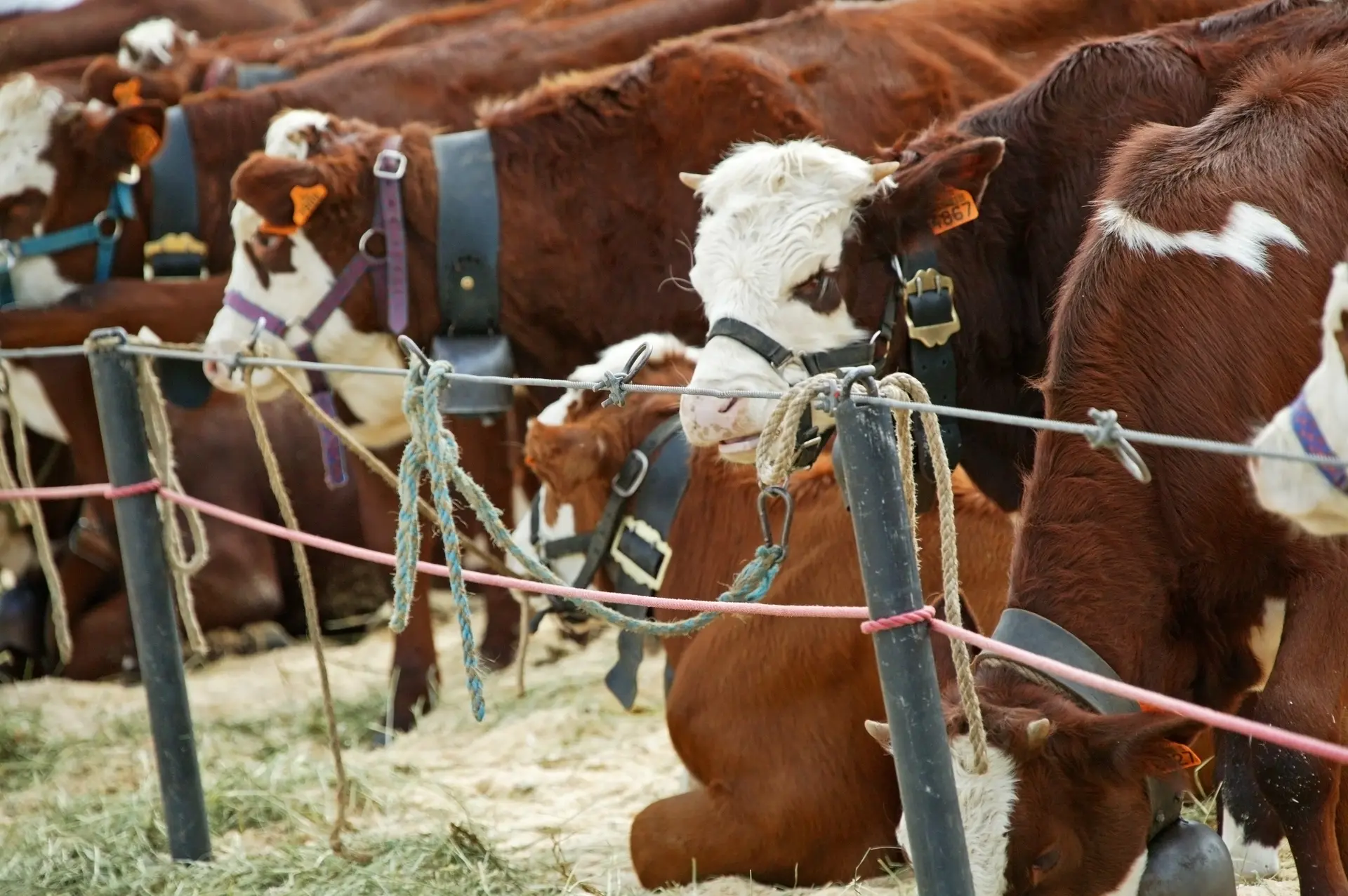 Concours_agricole_Race_Abondance_Megève