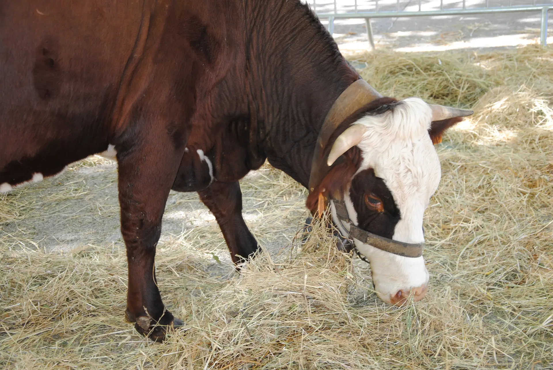 Foire agricole de la Saint-Michel_Gardanne