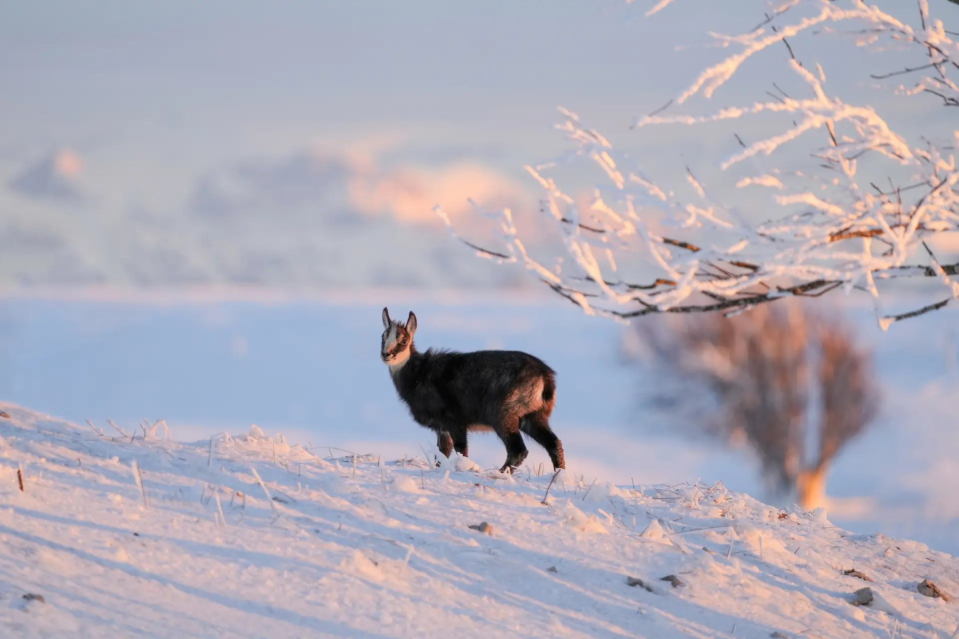 Chamois dans la neige