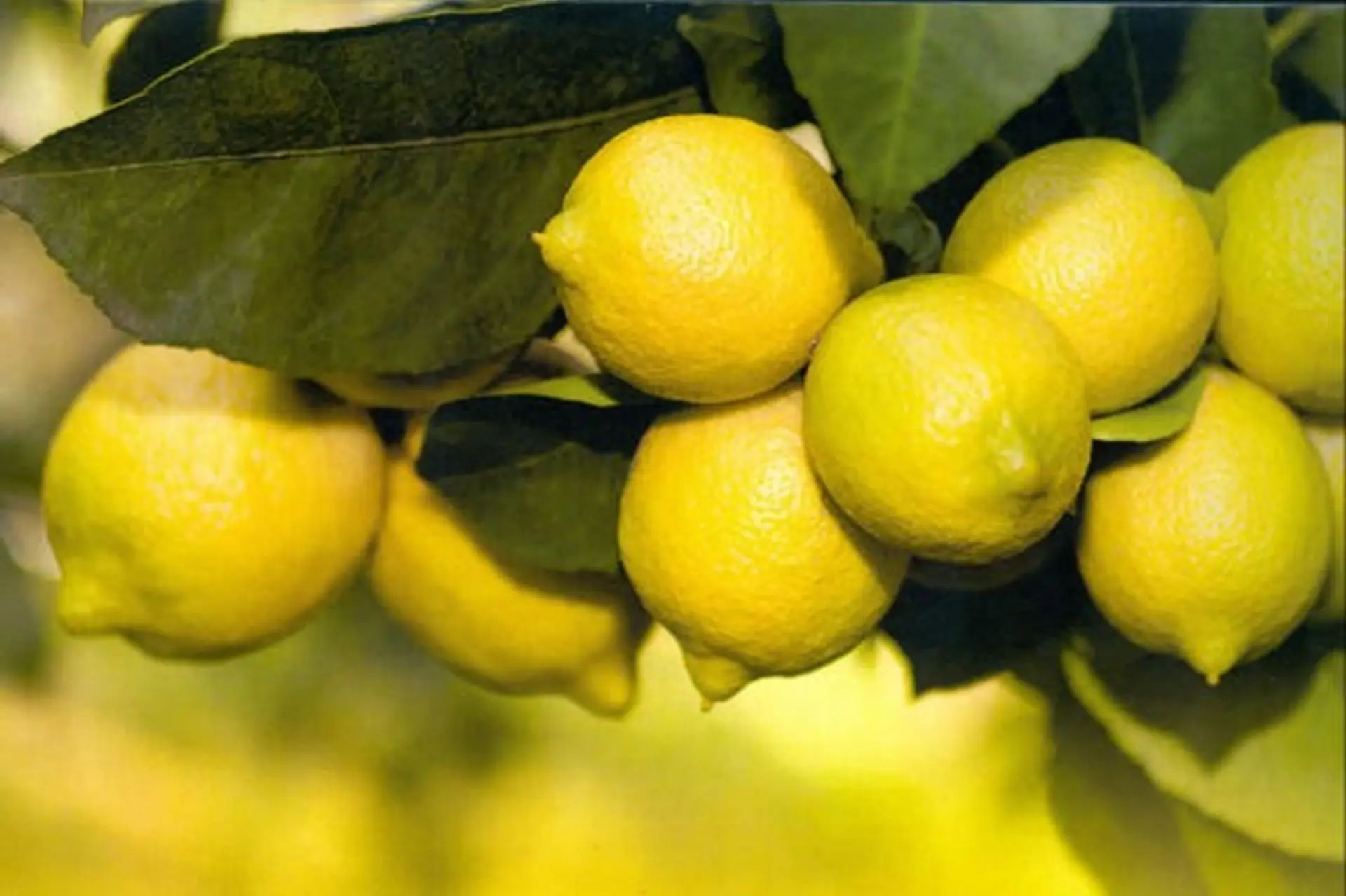 La Citronneraie