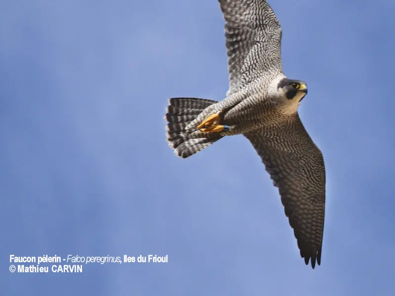 Faucon pelerin © Mathieu Carvin