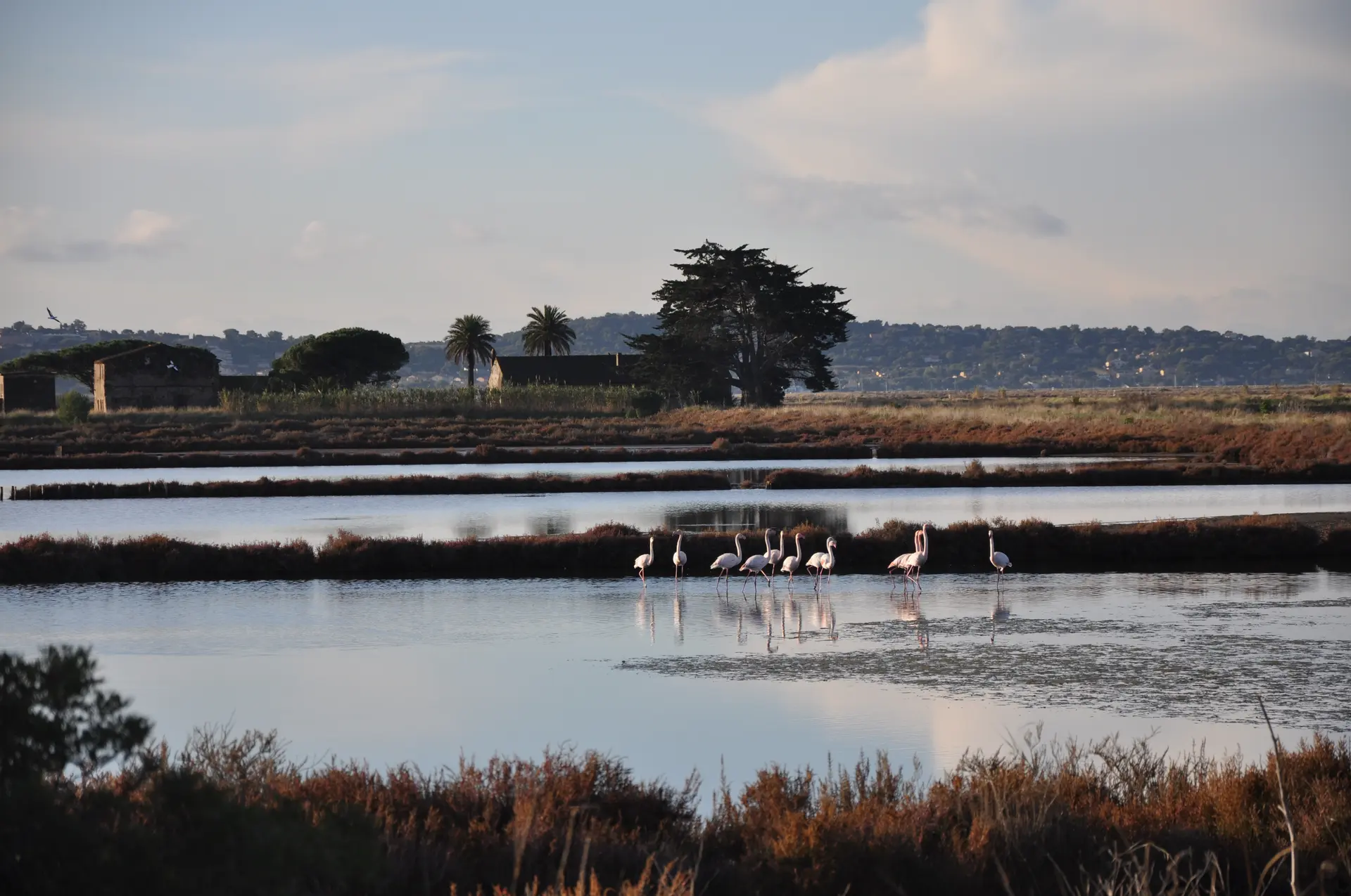 lpo observation des oiseaux visites salin des pesquiers