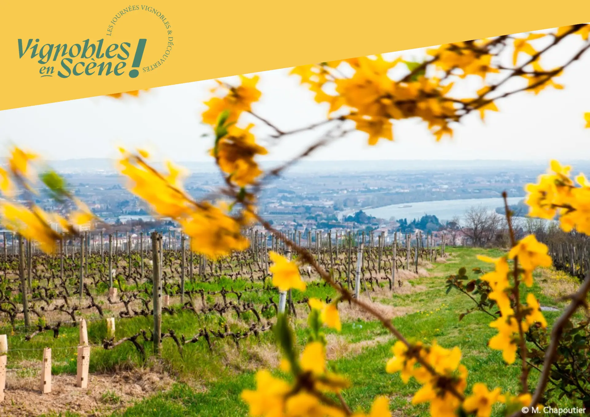 Vignoble en automne