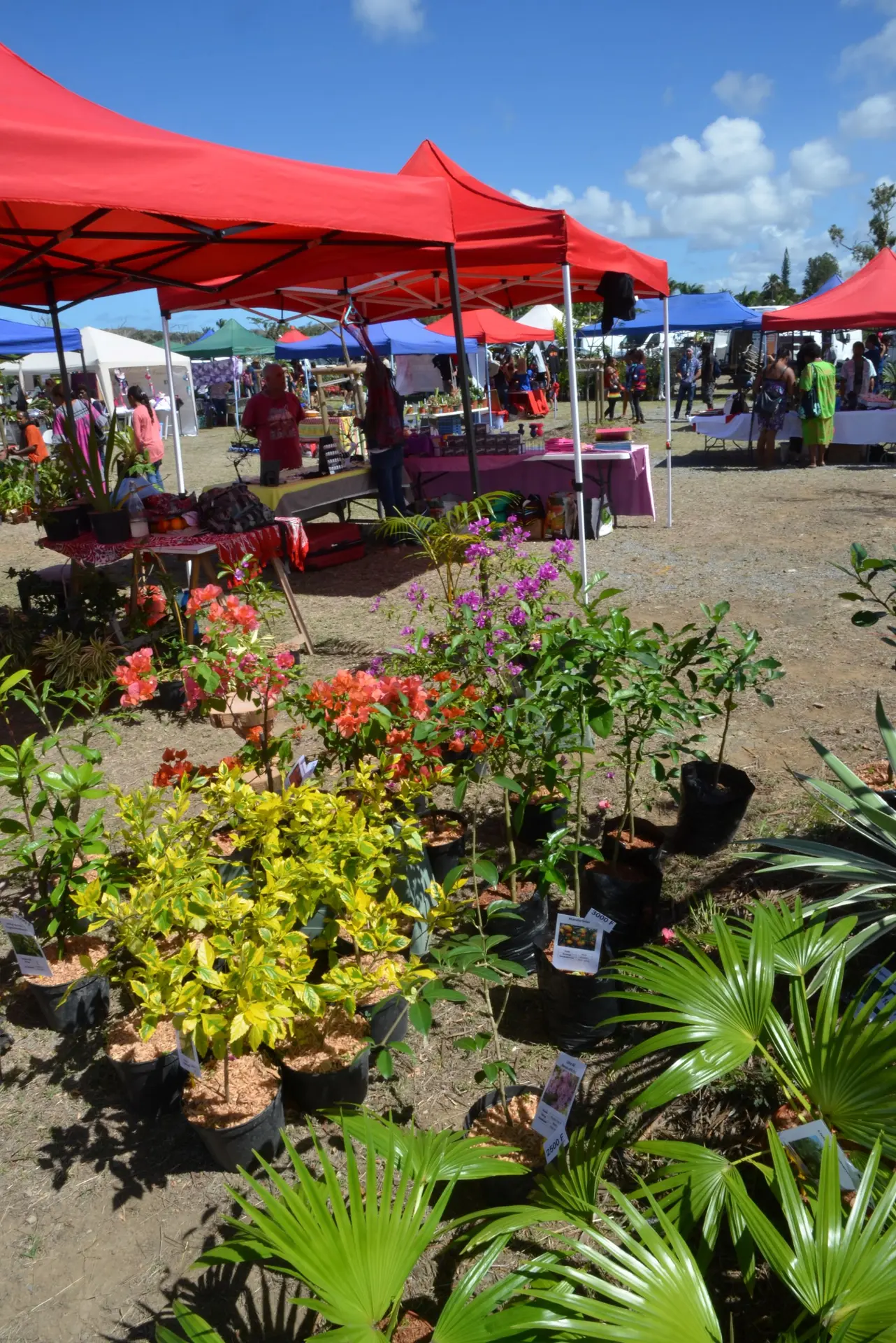 stand de plantes
