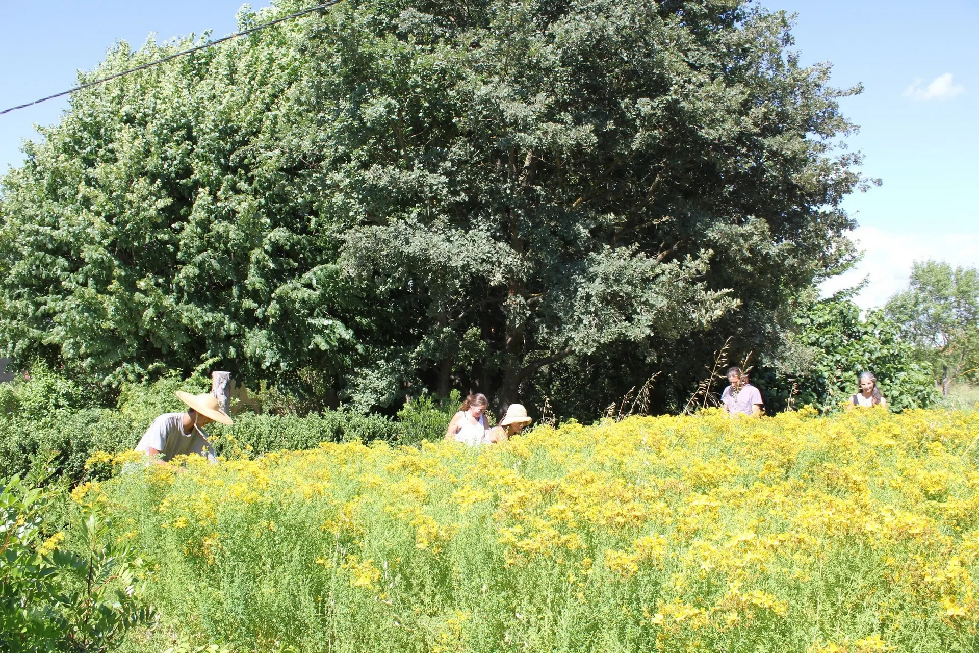 Les Sentiers de l'Abondance in Eygalières Field