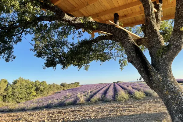 Lavender fields in Valensole