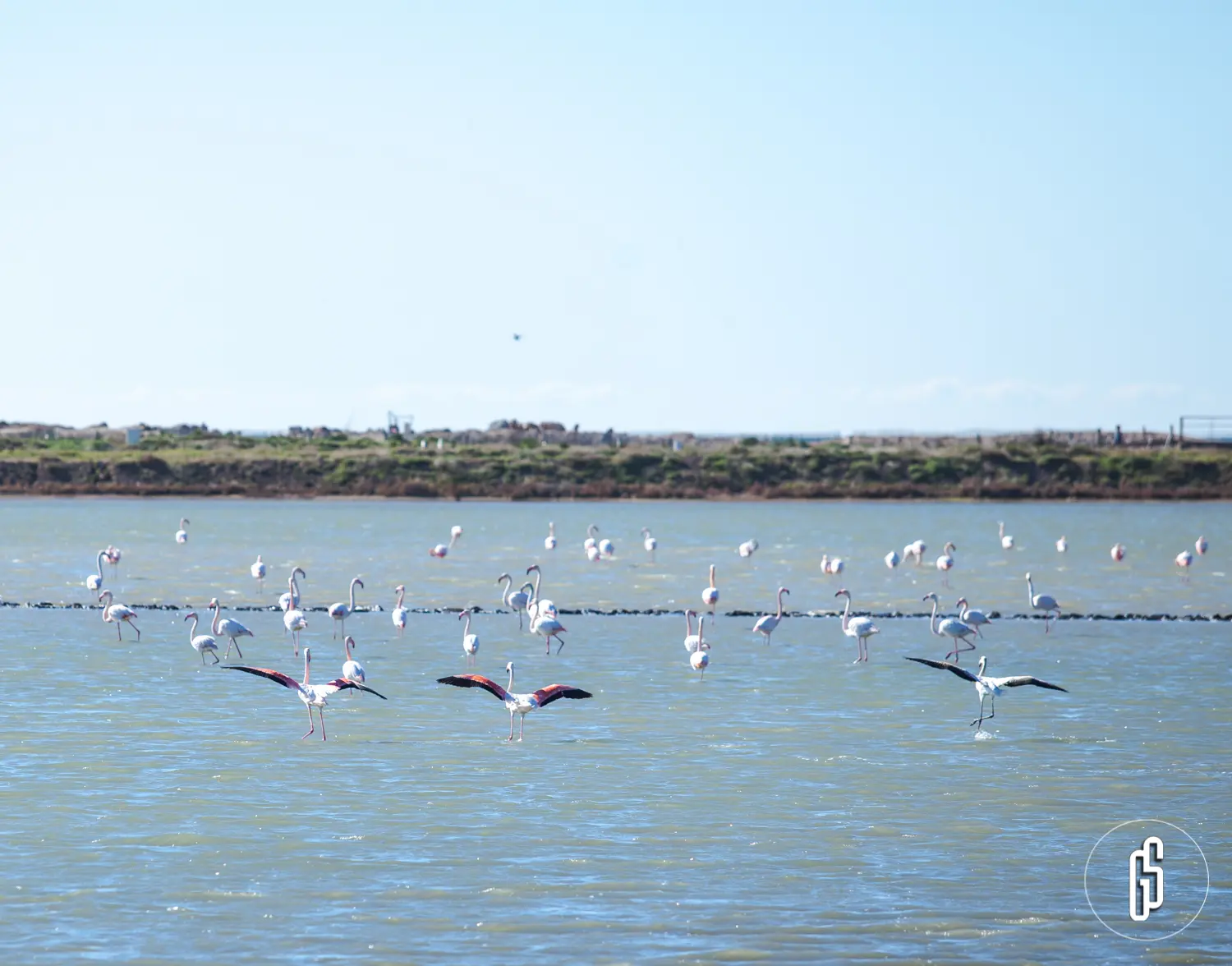 lpo observation des oiseaux visites salin des pesquiers