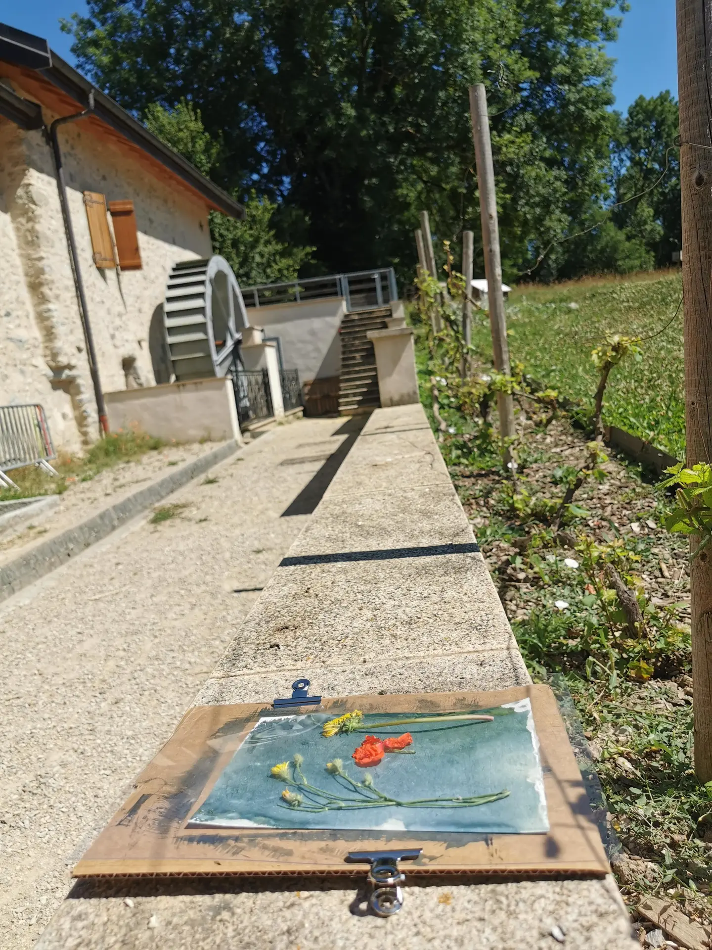 Atelier artistique : cyanographie végétale_Moulin de Carra_Ville-la-Grand