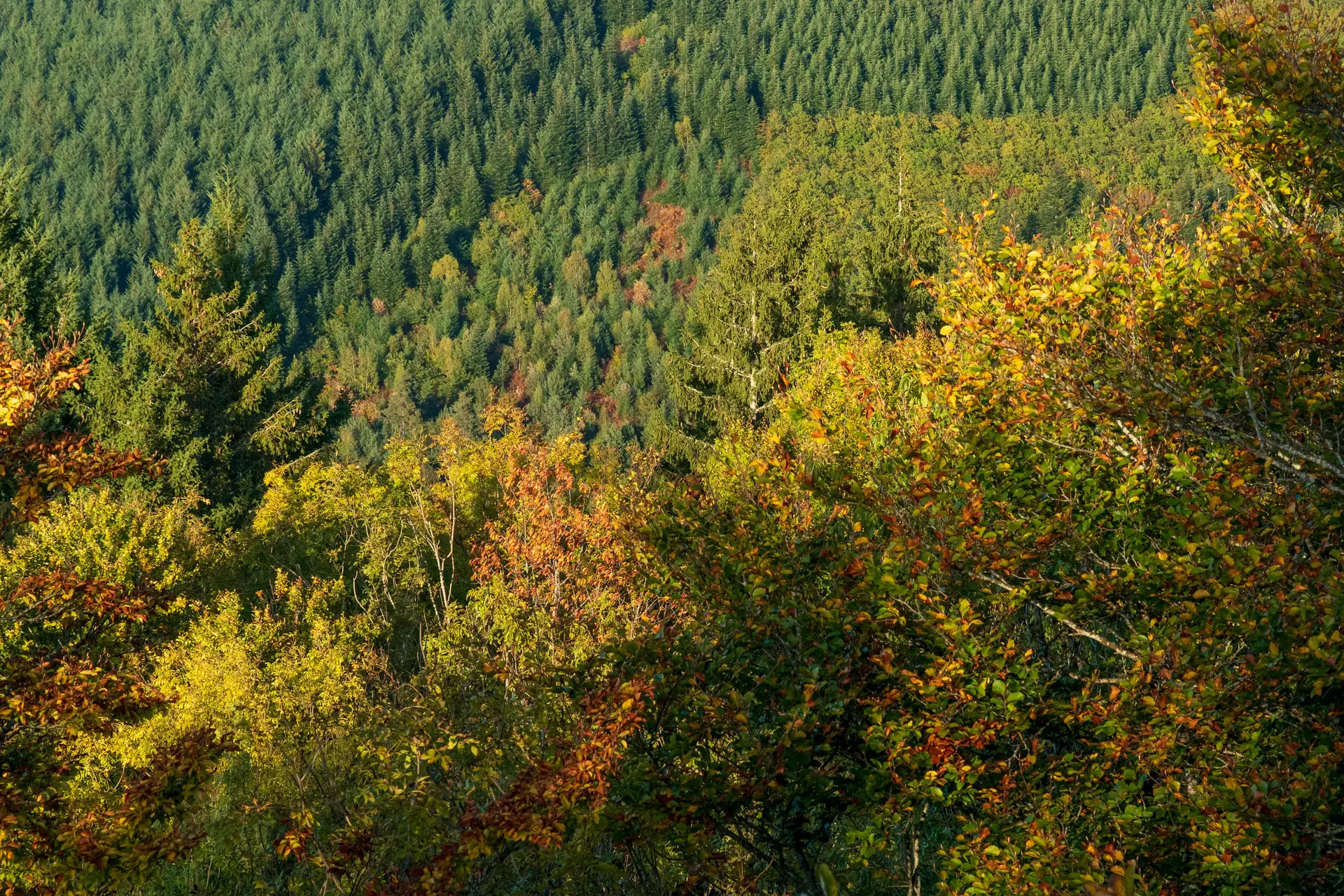 Paysage