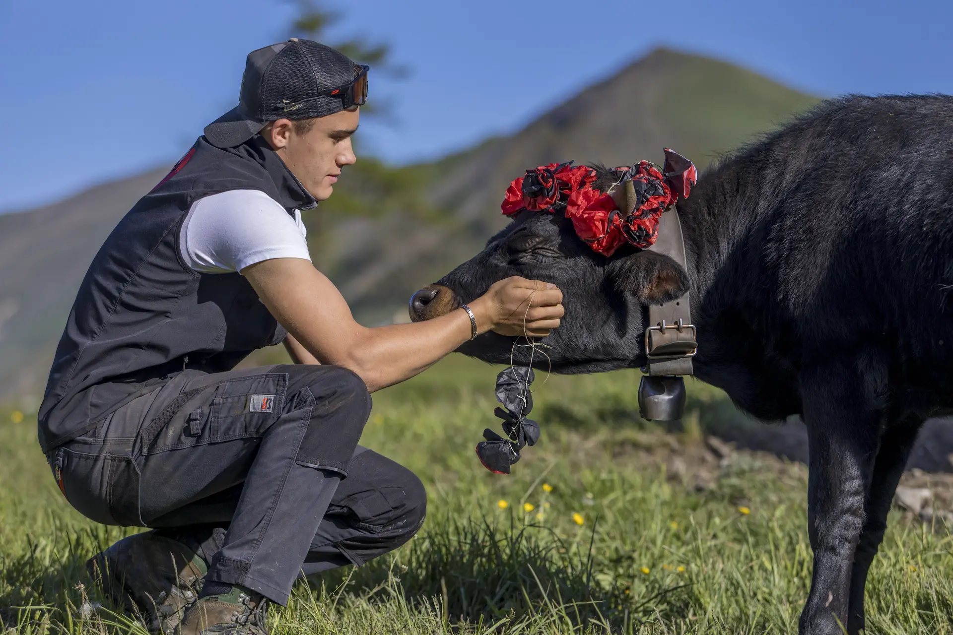 vache et jeunes agriculteurs-Villar d'Arène