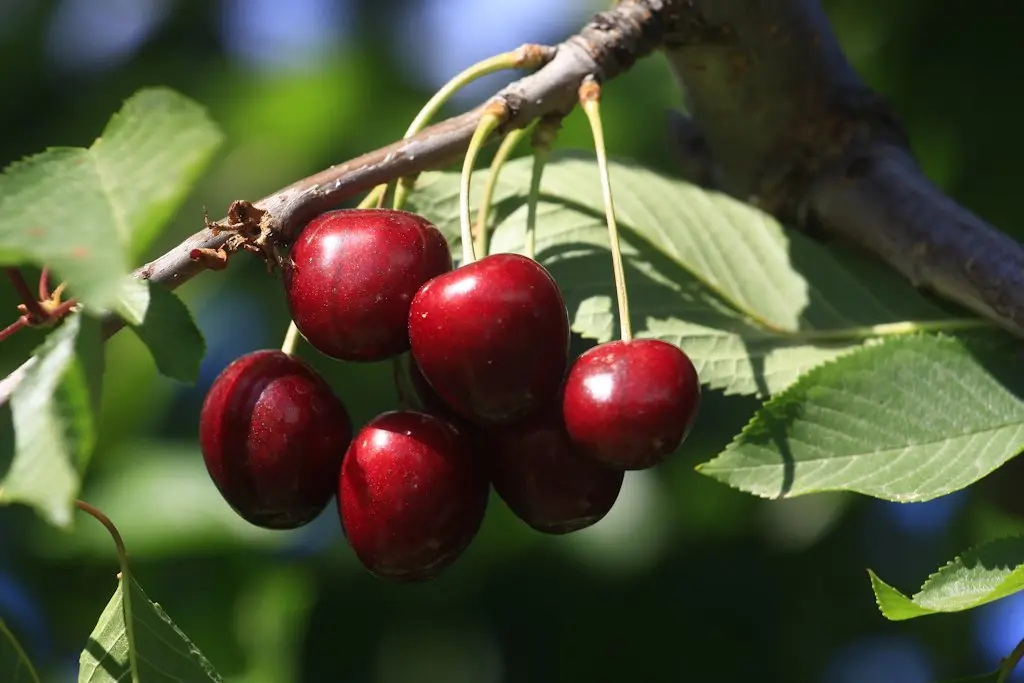 Alain Hocquel - Collect ADT