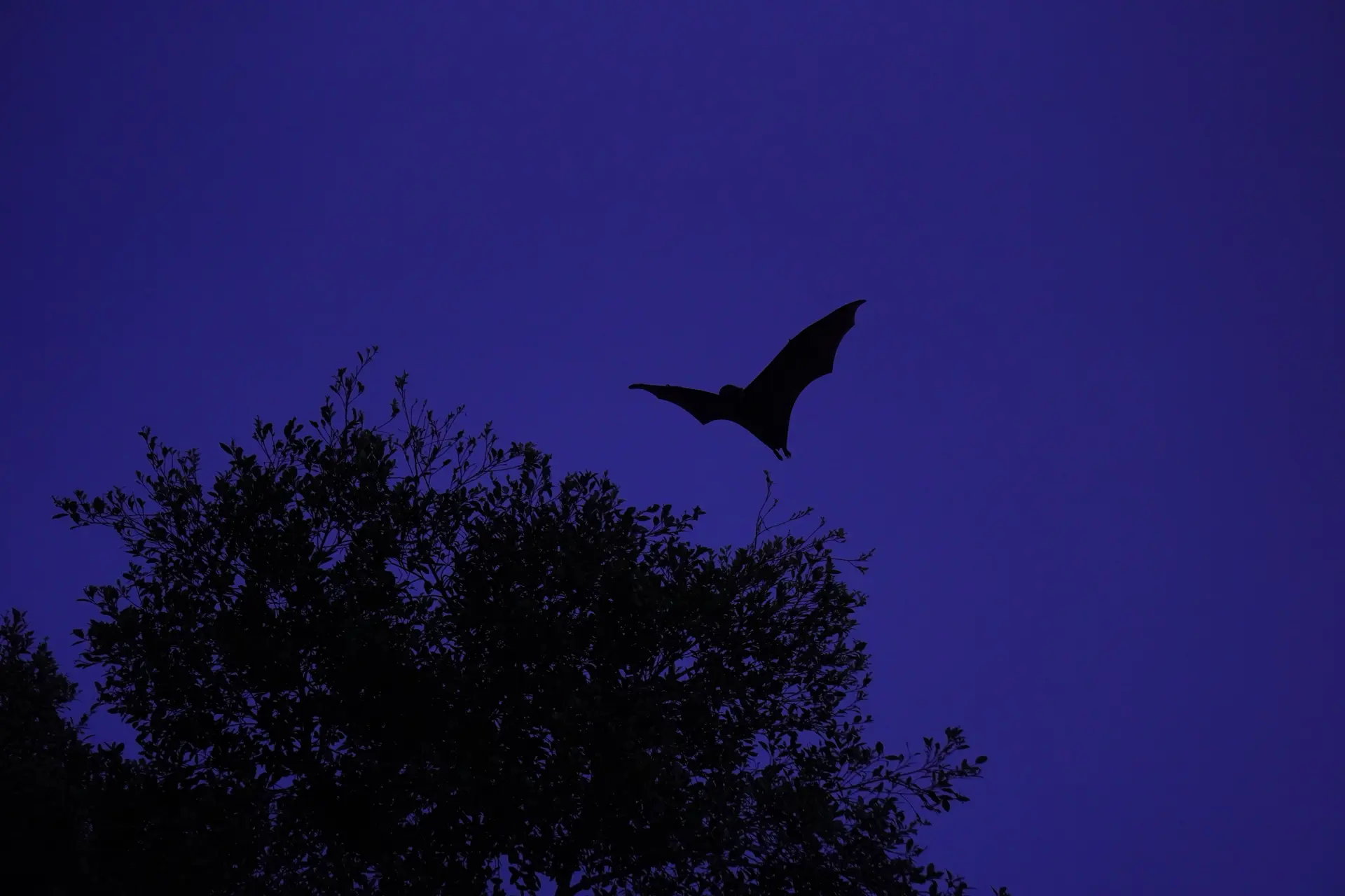 chauve souris en plein vol
