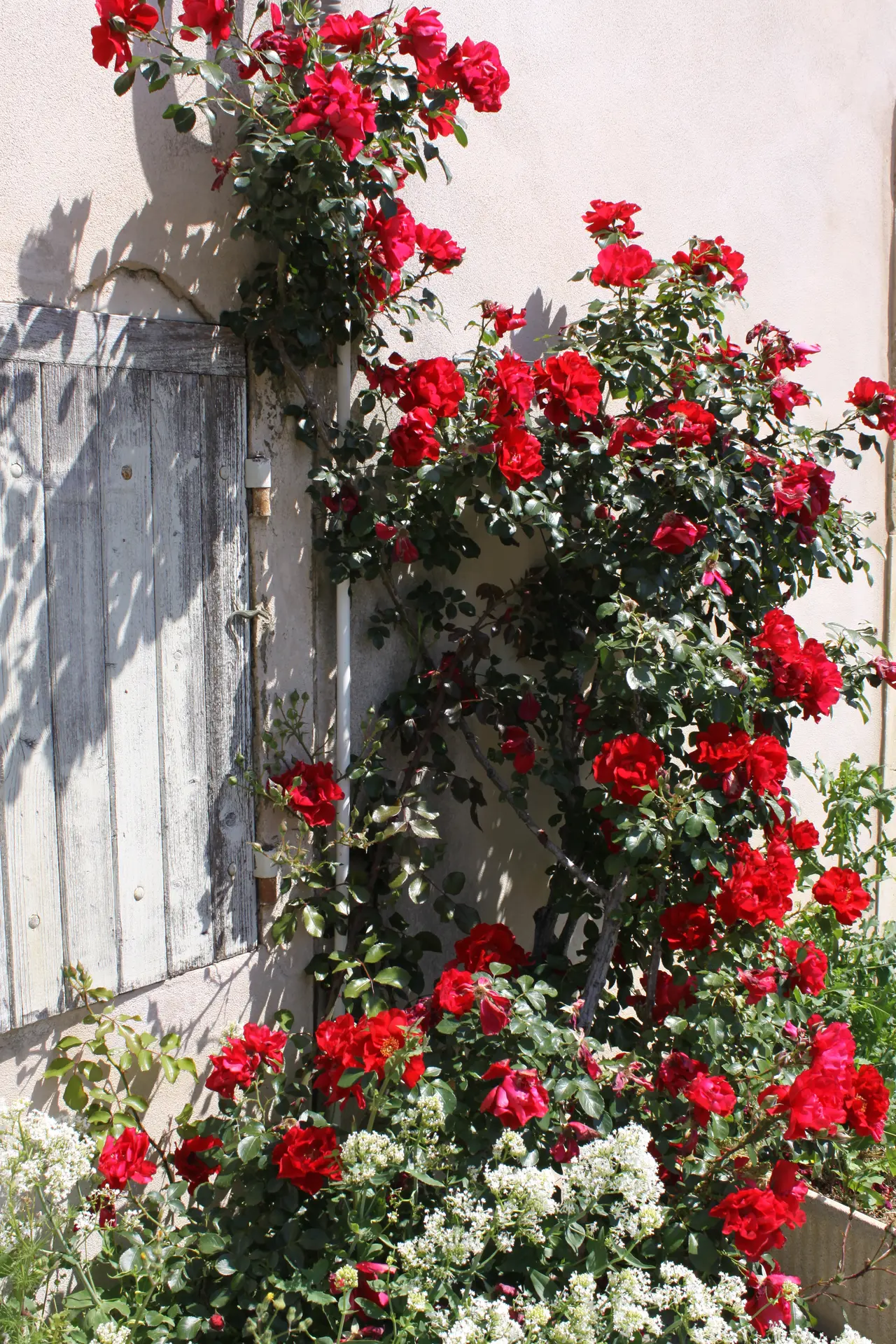 Rosier rouge - Grignan