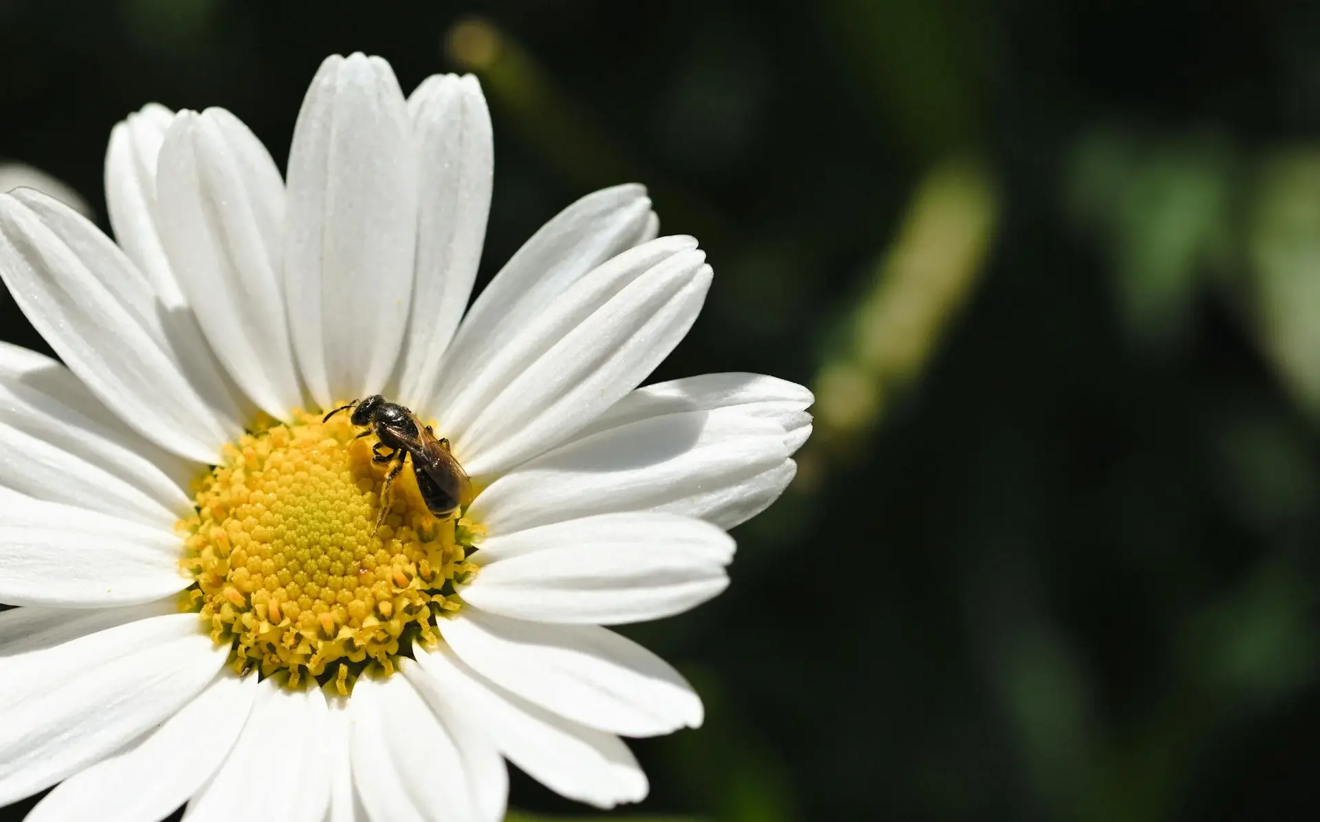 Fleur