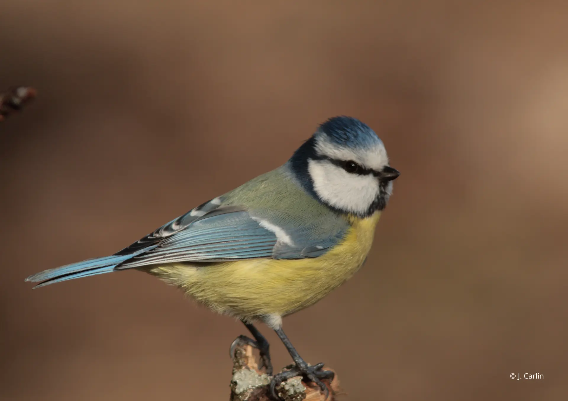 Mésange dans le jardin du musée Hébert