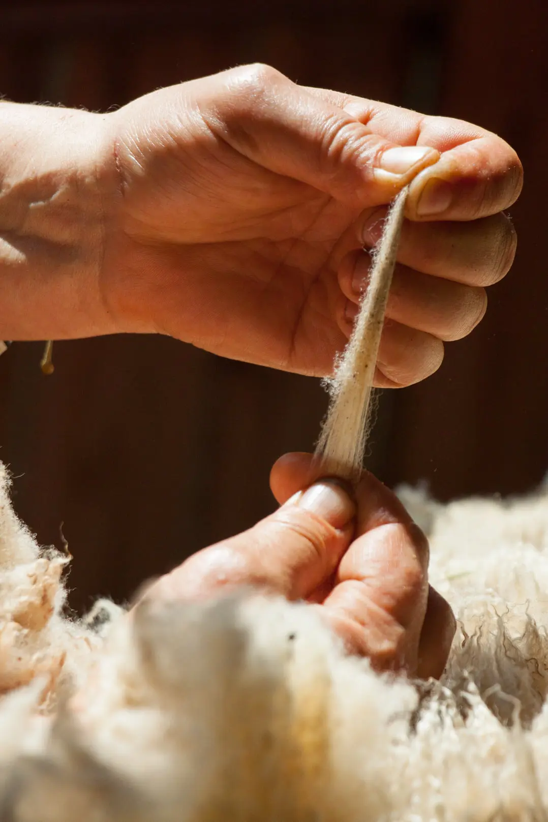 Atelier d'initiation - création de fleurs en laine feutrée avec la Ferme du Lambert