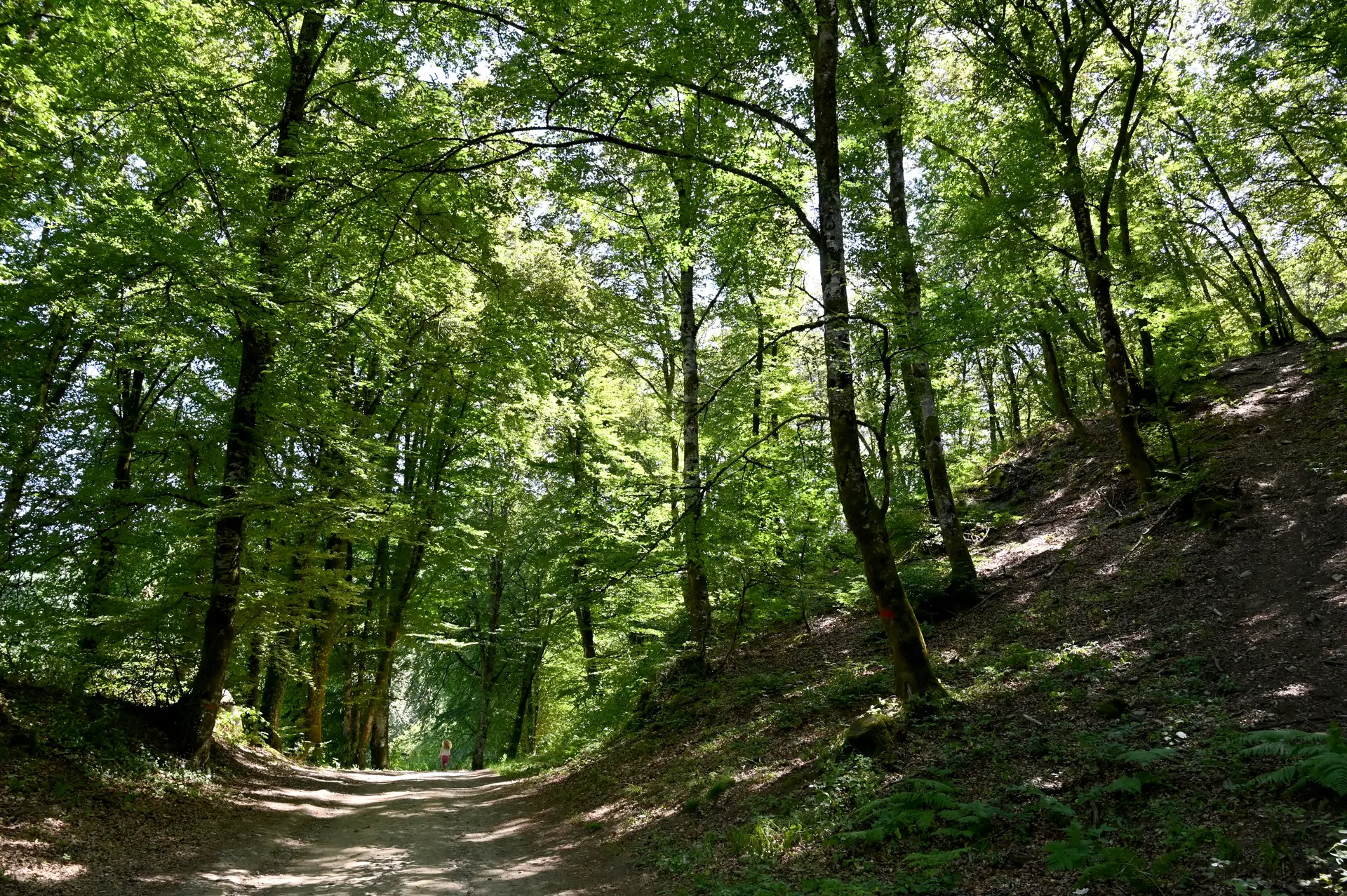 Chemin dans la forêt