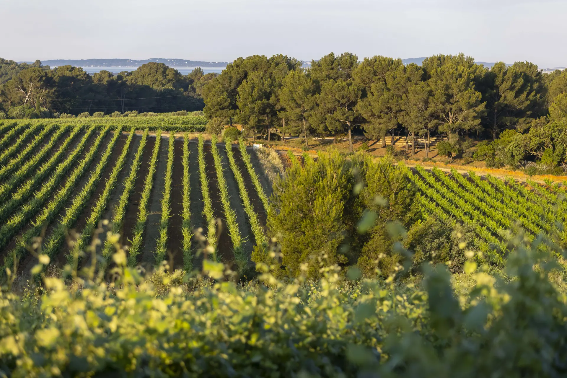 Flânerie Œnologique à pied dans les vignes à Figuière_La Londe-les-Maures