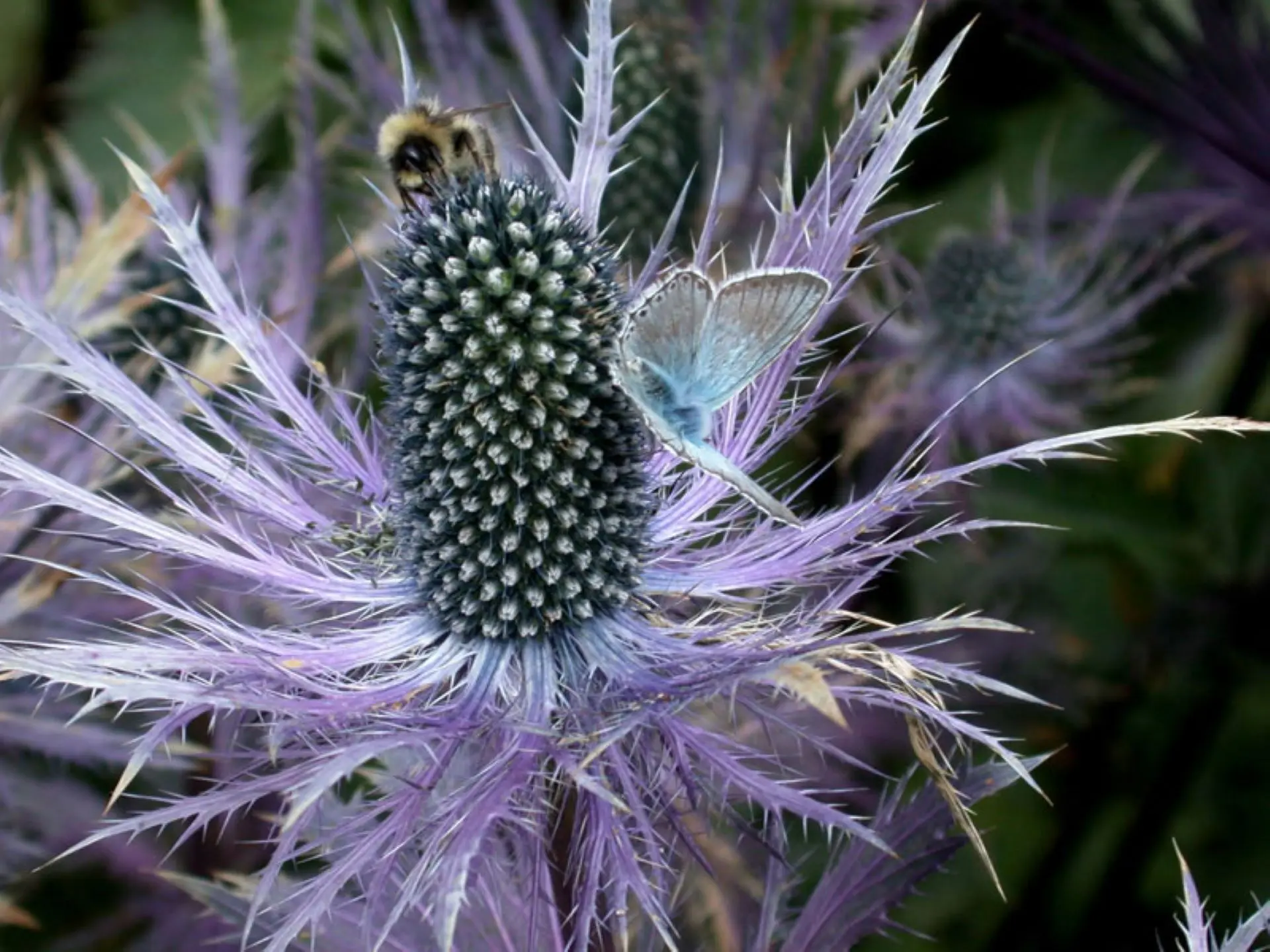 Chardon bleu (Eryngium alpinum)